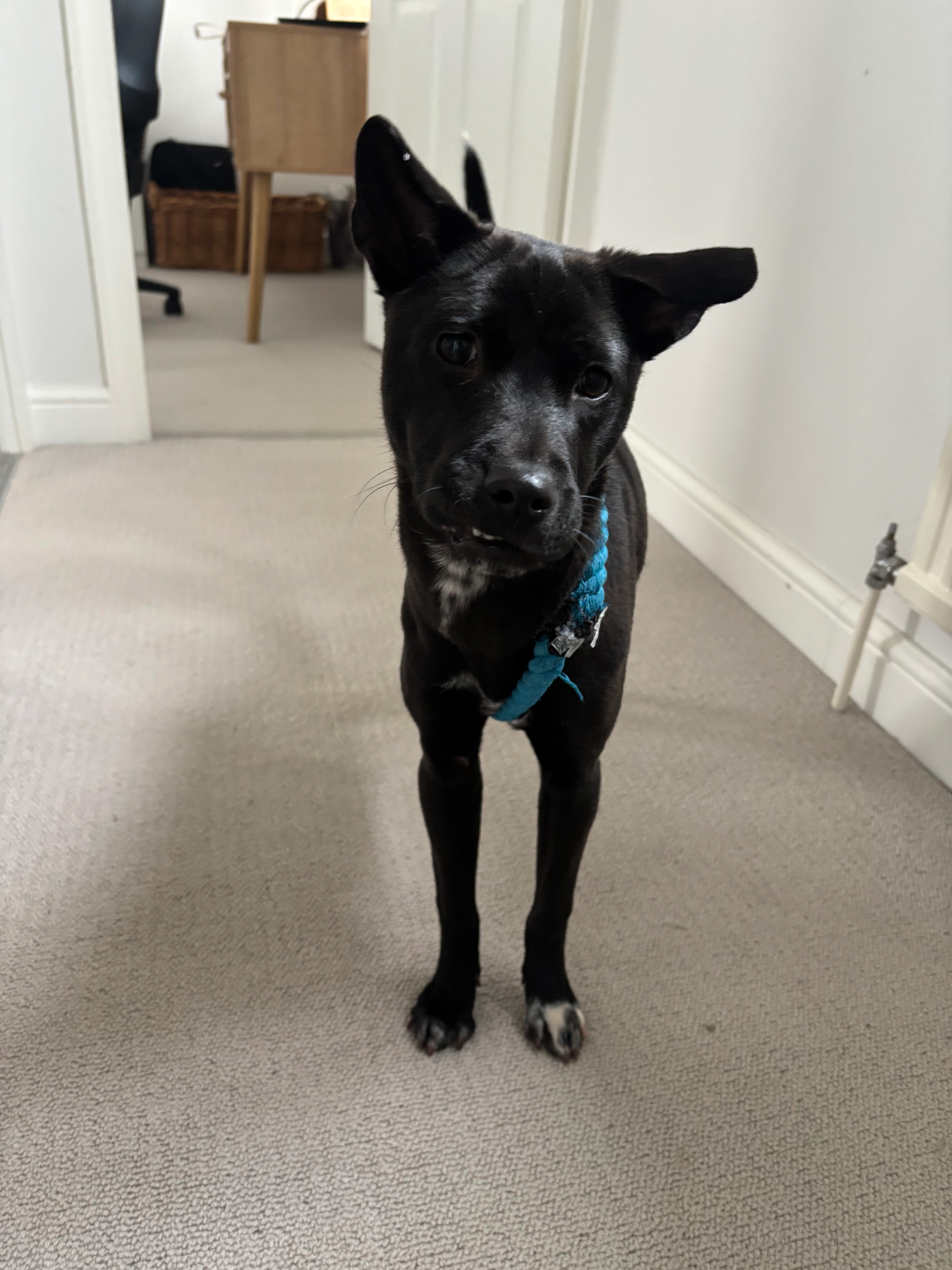 Chilli - 33 Dorset Way, Billericay