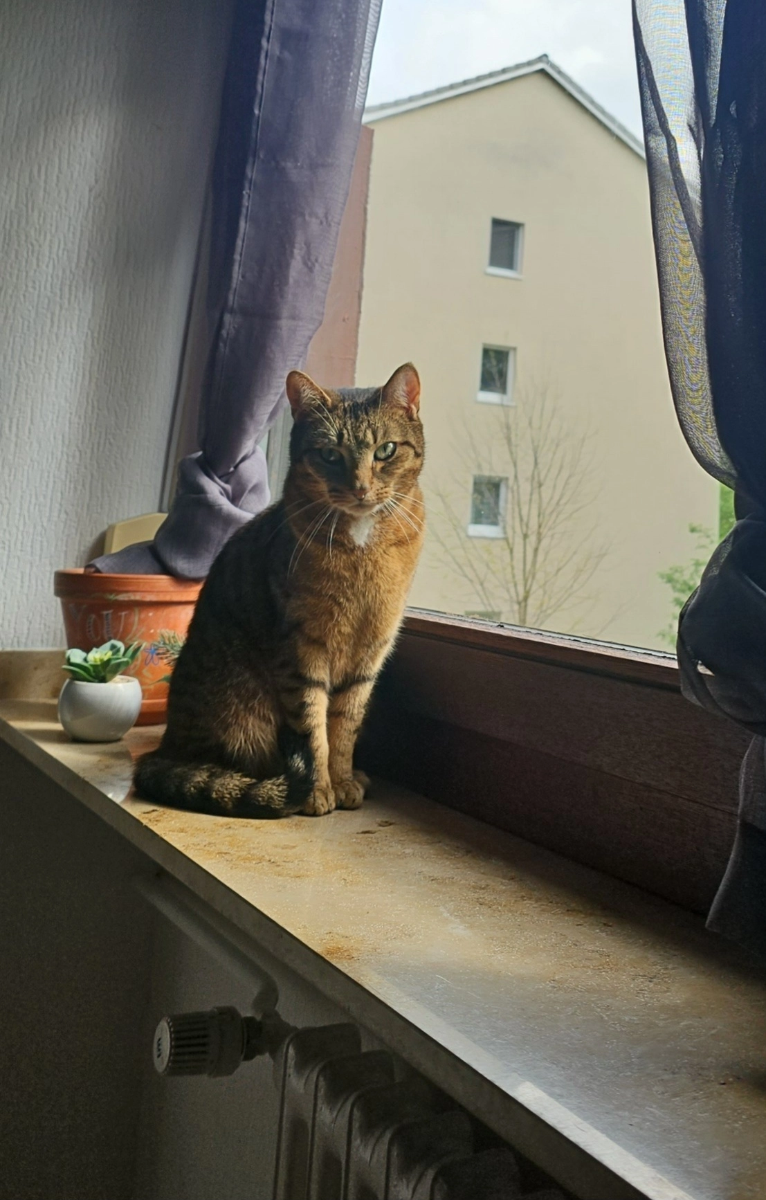 Simba - Dürener Straße, Köln