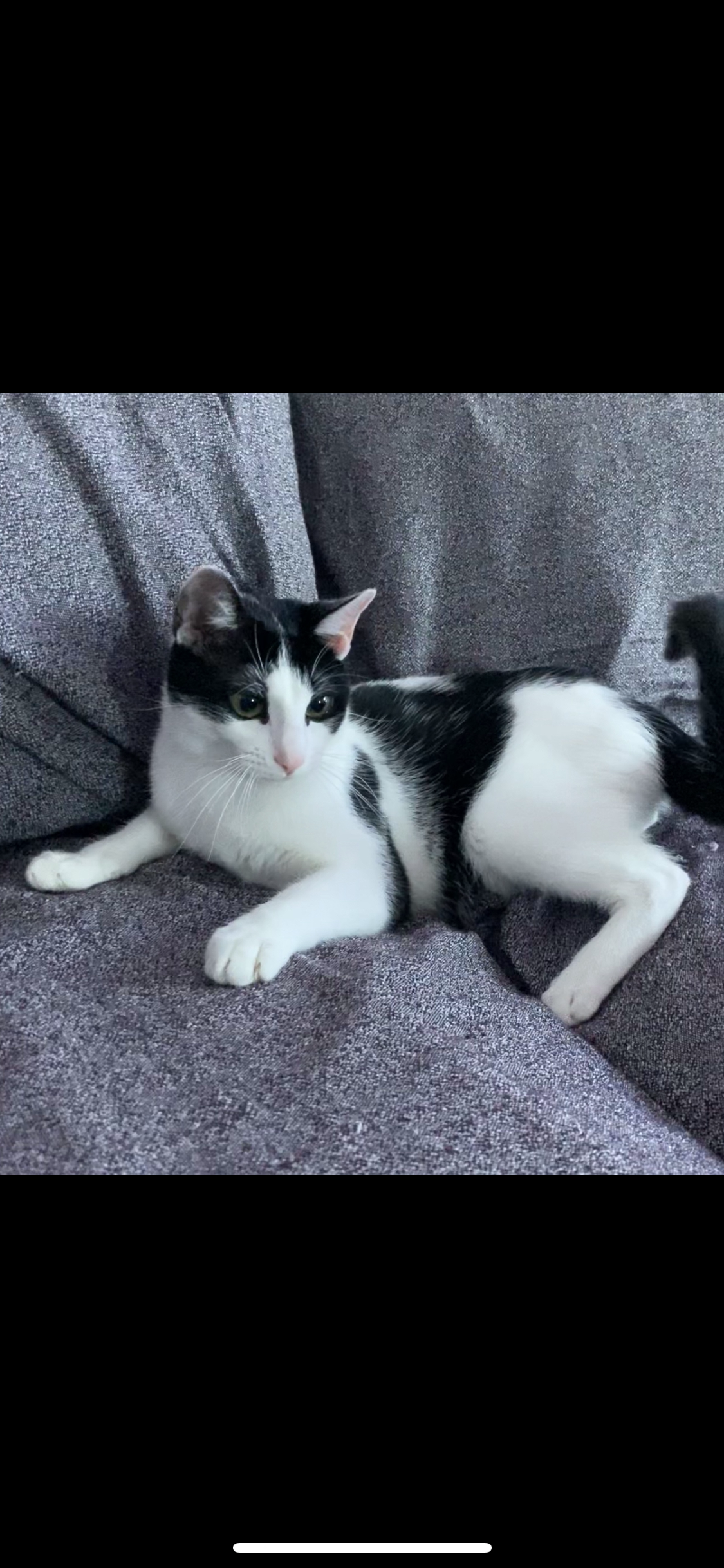 Fiona - Carrer De L'estació, Palafrugell