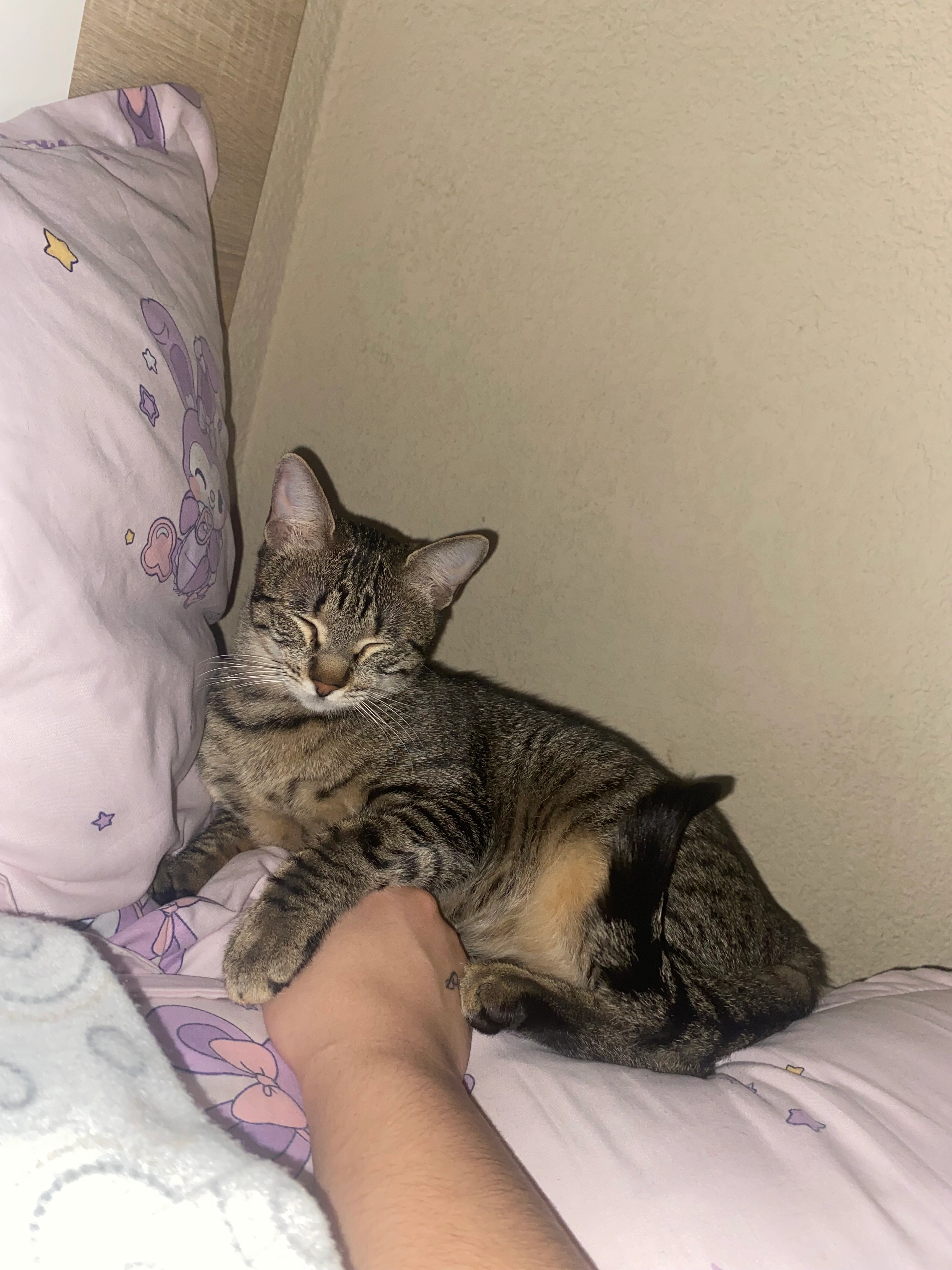 Mayla - Avenida del Doctor Juan Reyes, Linares