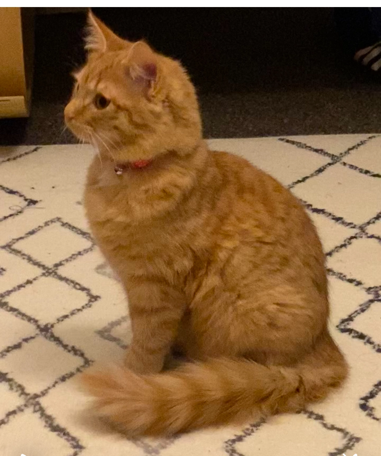 Kokila  - Brunner Avenue, Mansfield