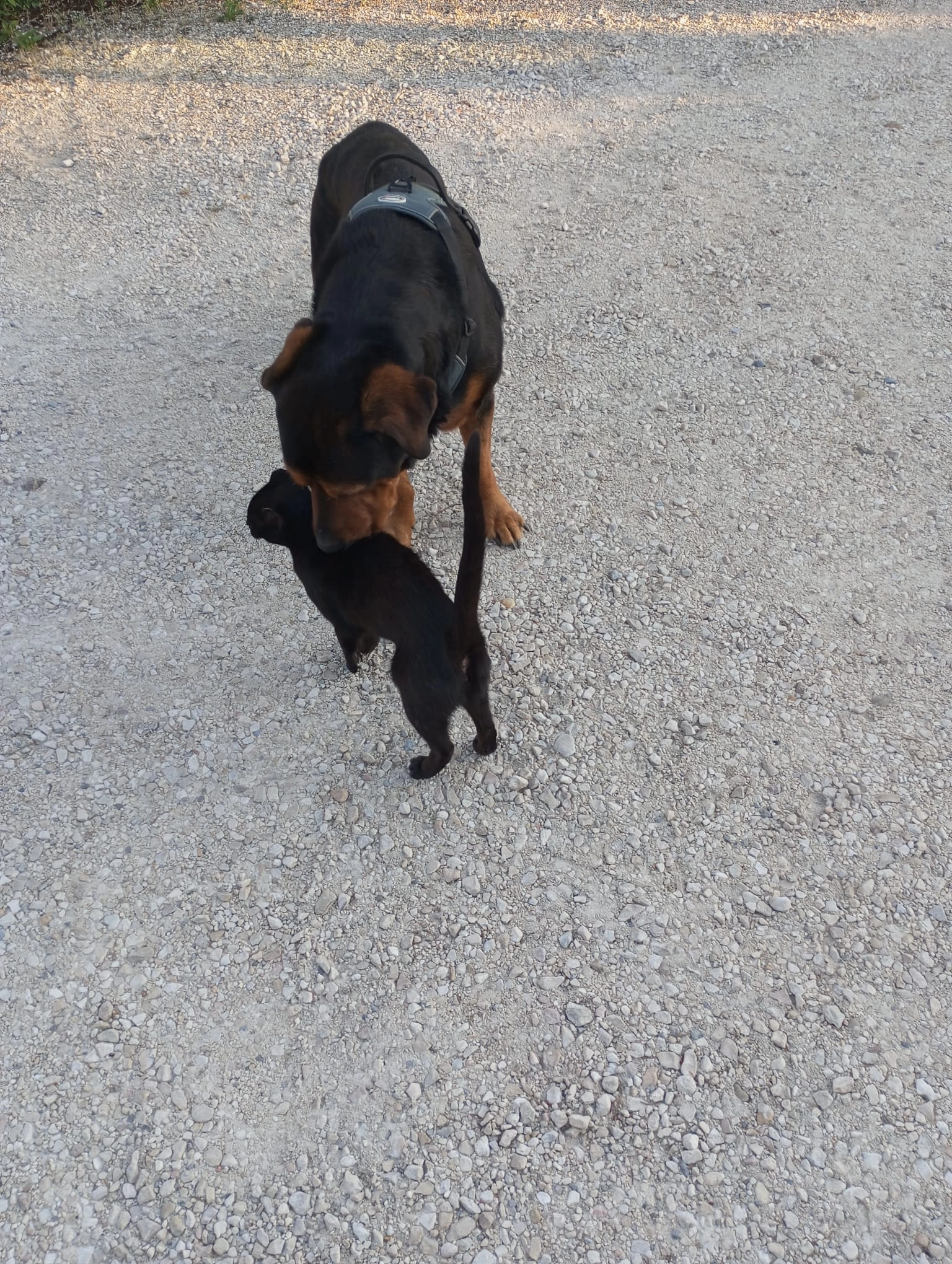 Sasha - 320 Ancienne Route de Sarrians, Aubignan