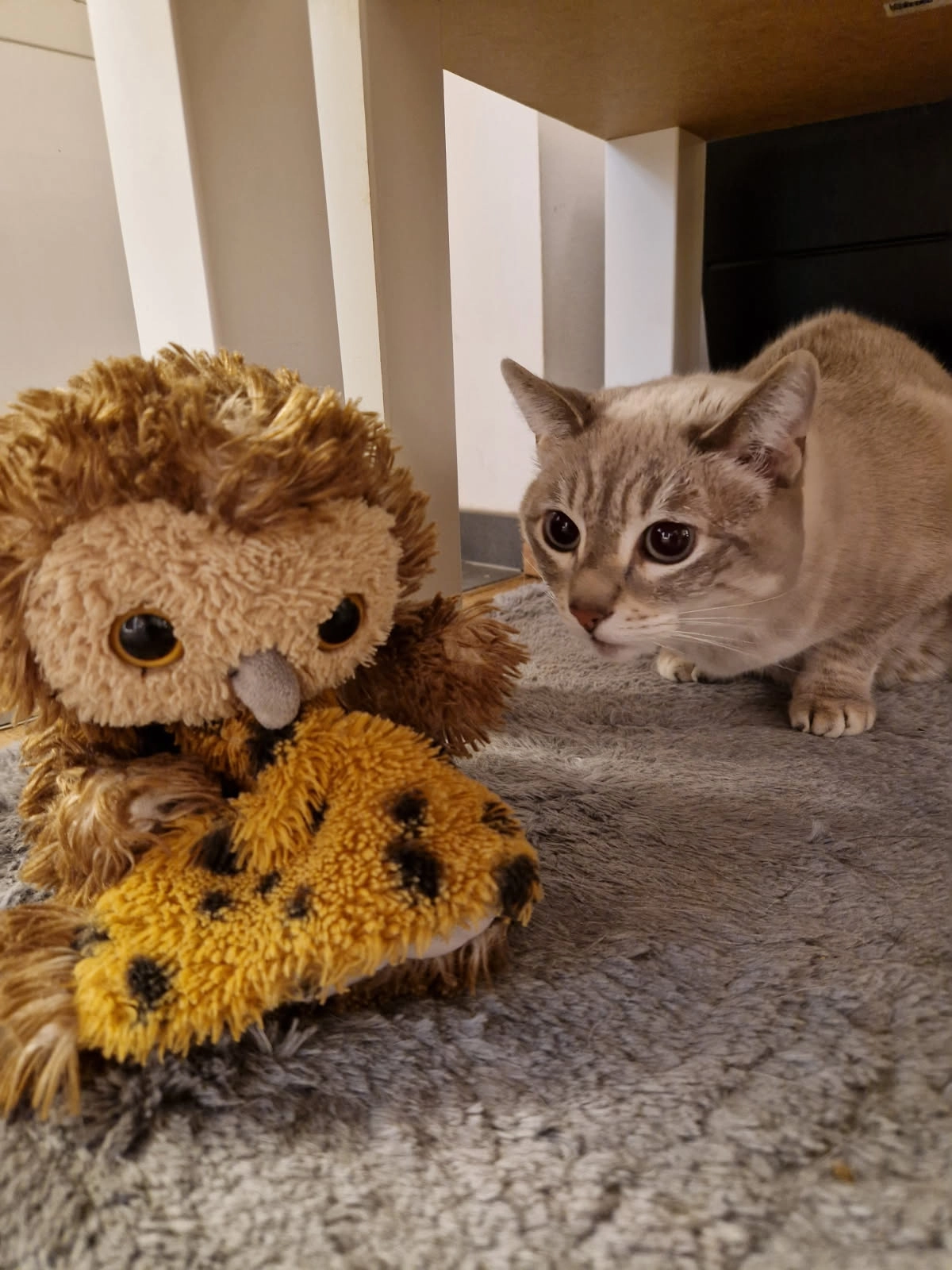 Sia - Rue De La Rivière, Sausheim