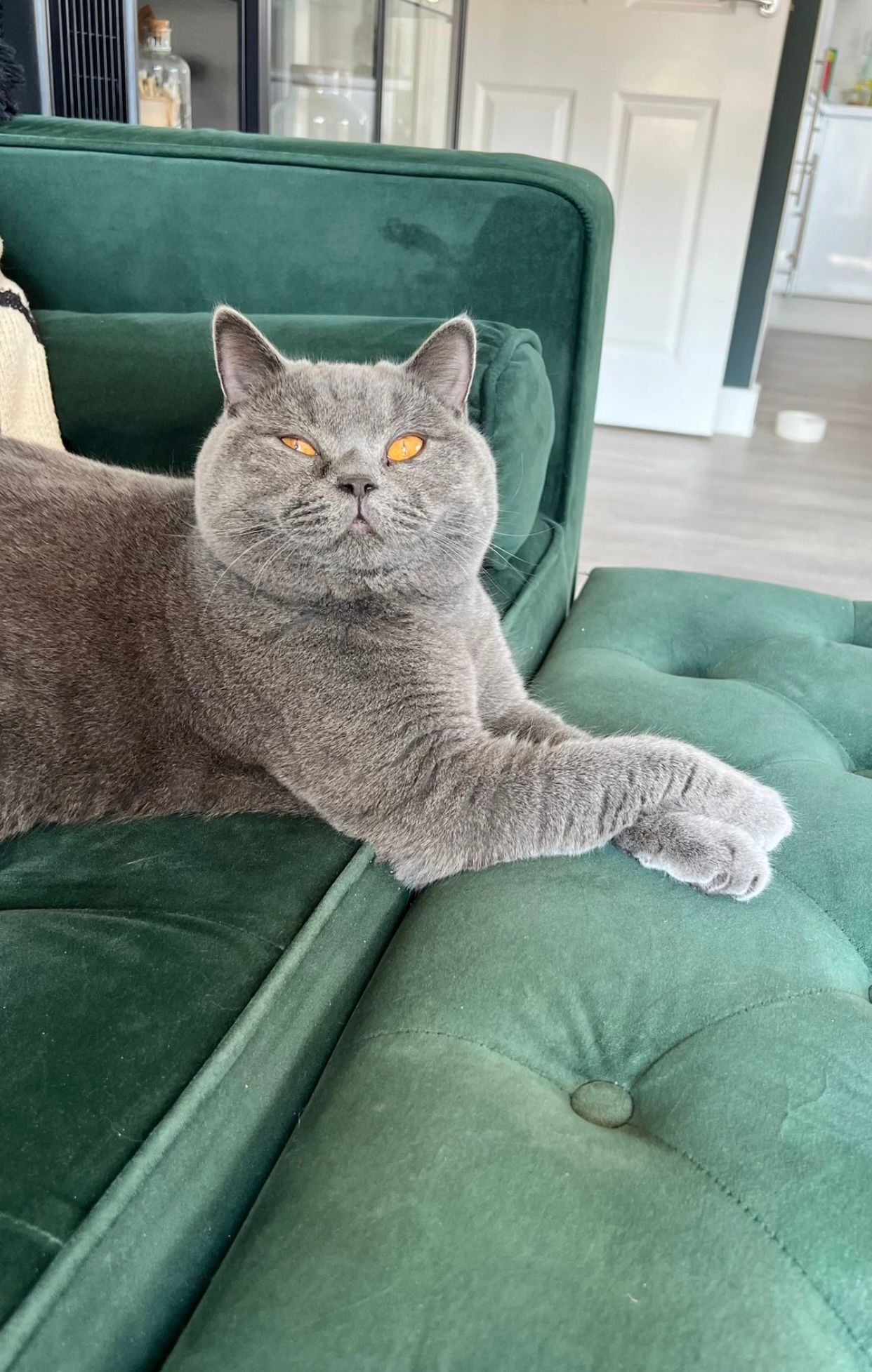 Gus - RH12 1, Horsham