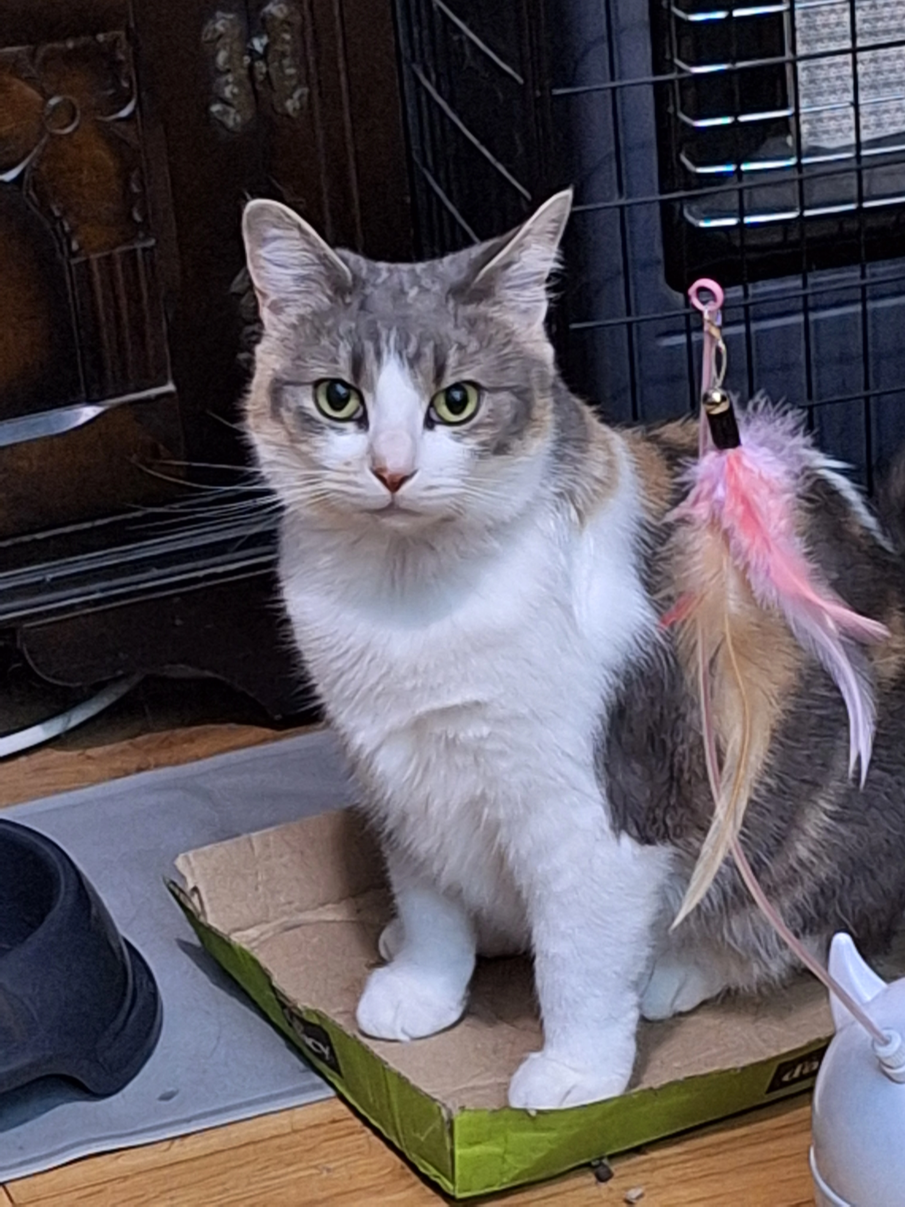 Anabella - Birkdale Drive, Immingham