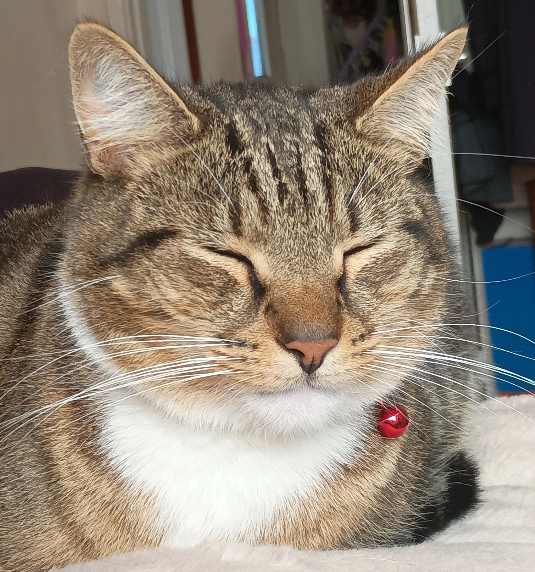 Gus - Radstock Avenue, Swindon