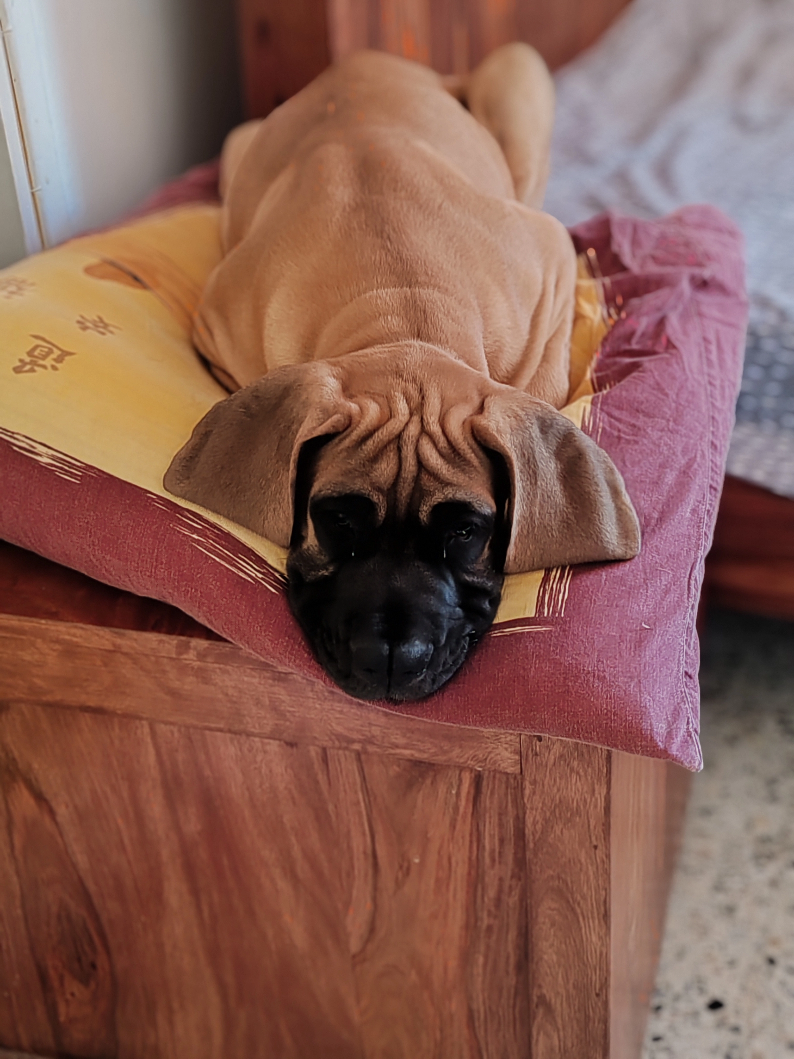 Pam - La Languedocienne, Orange