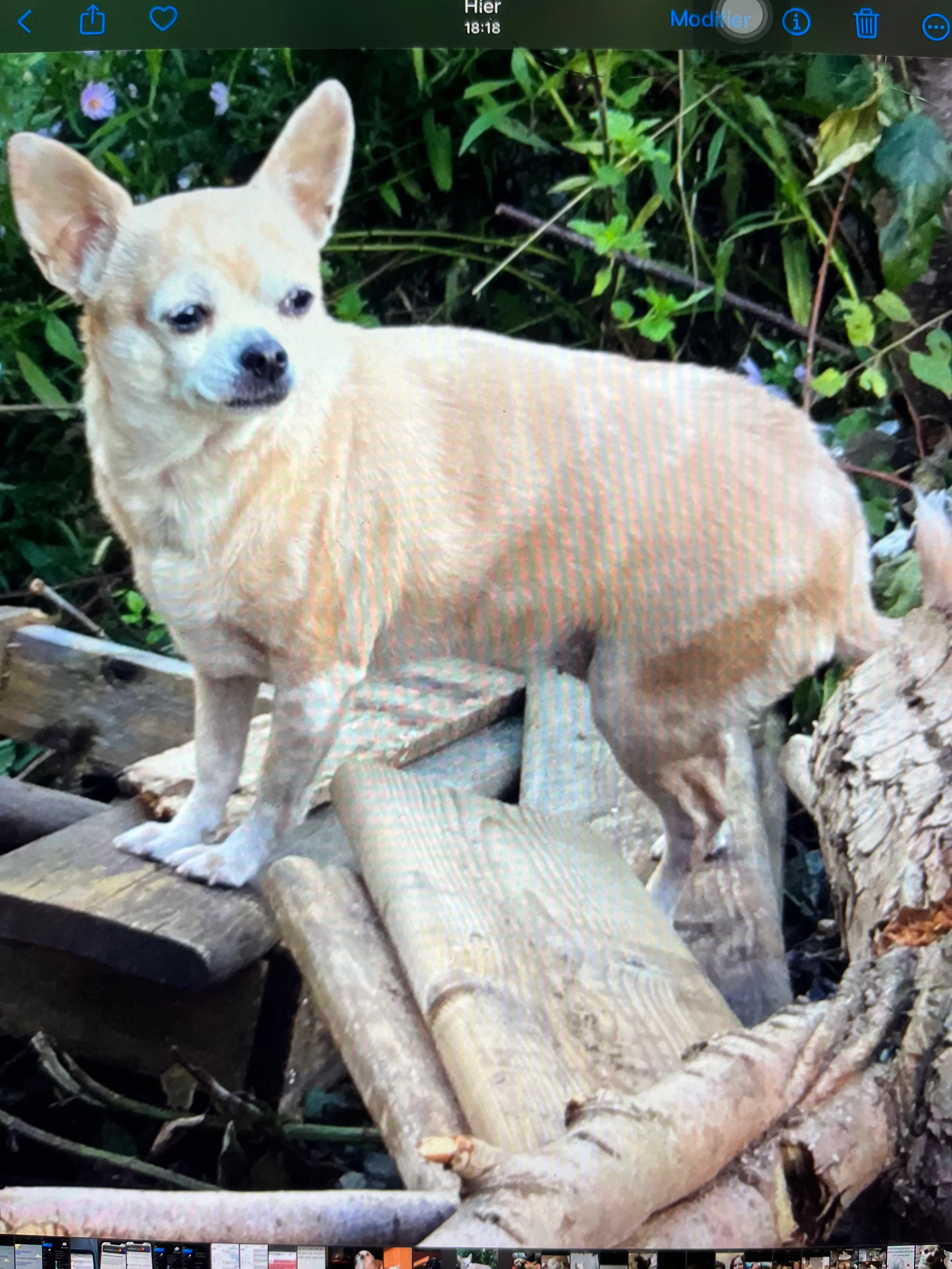 Cookie  - Chaussée de Mons, La Louvière