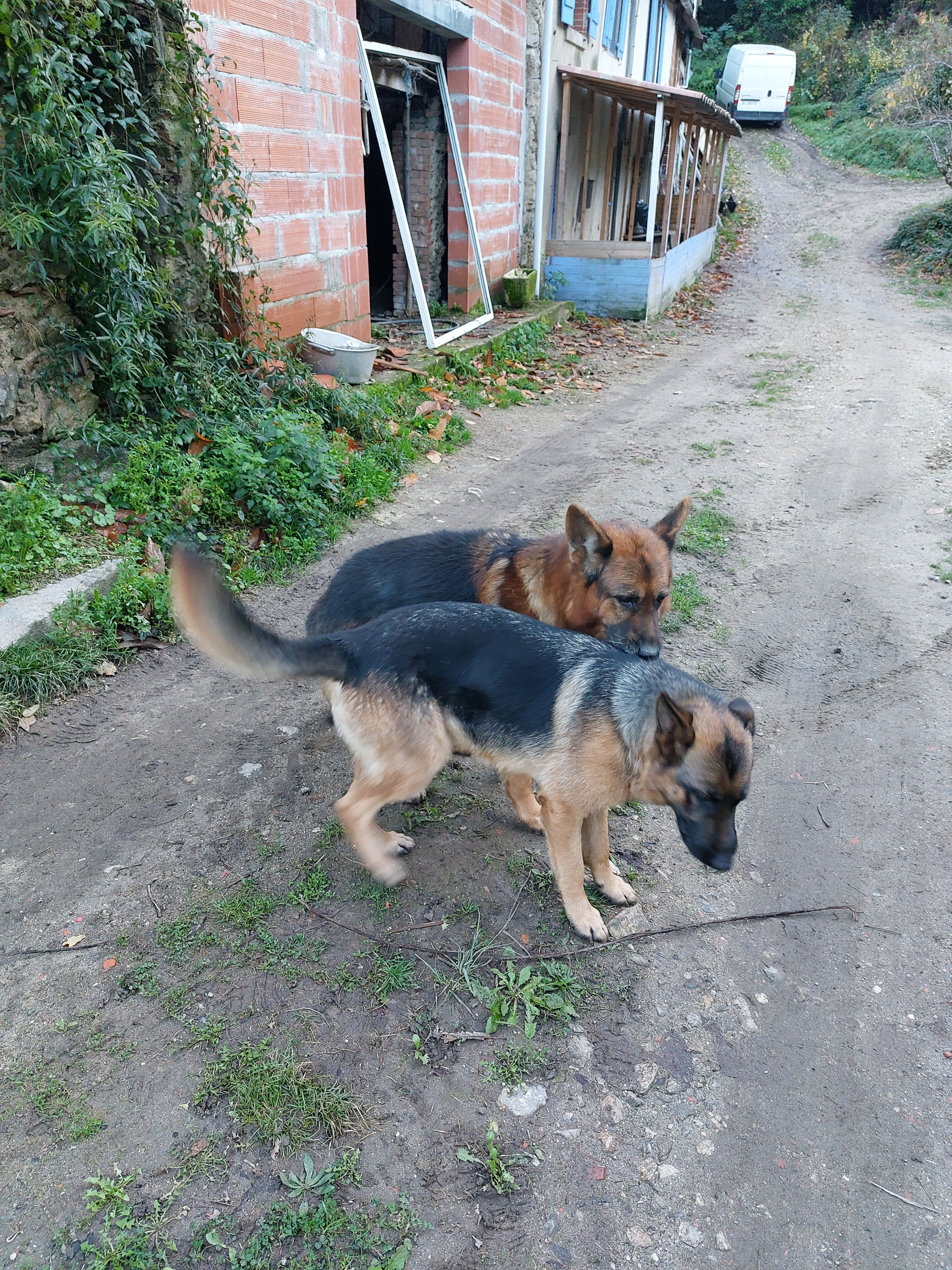 Thena - 81200, Mazamet