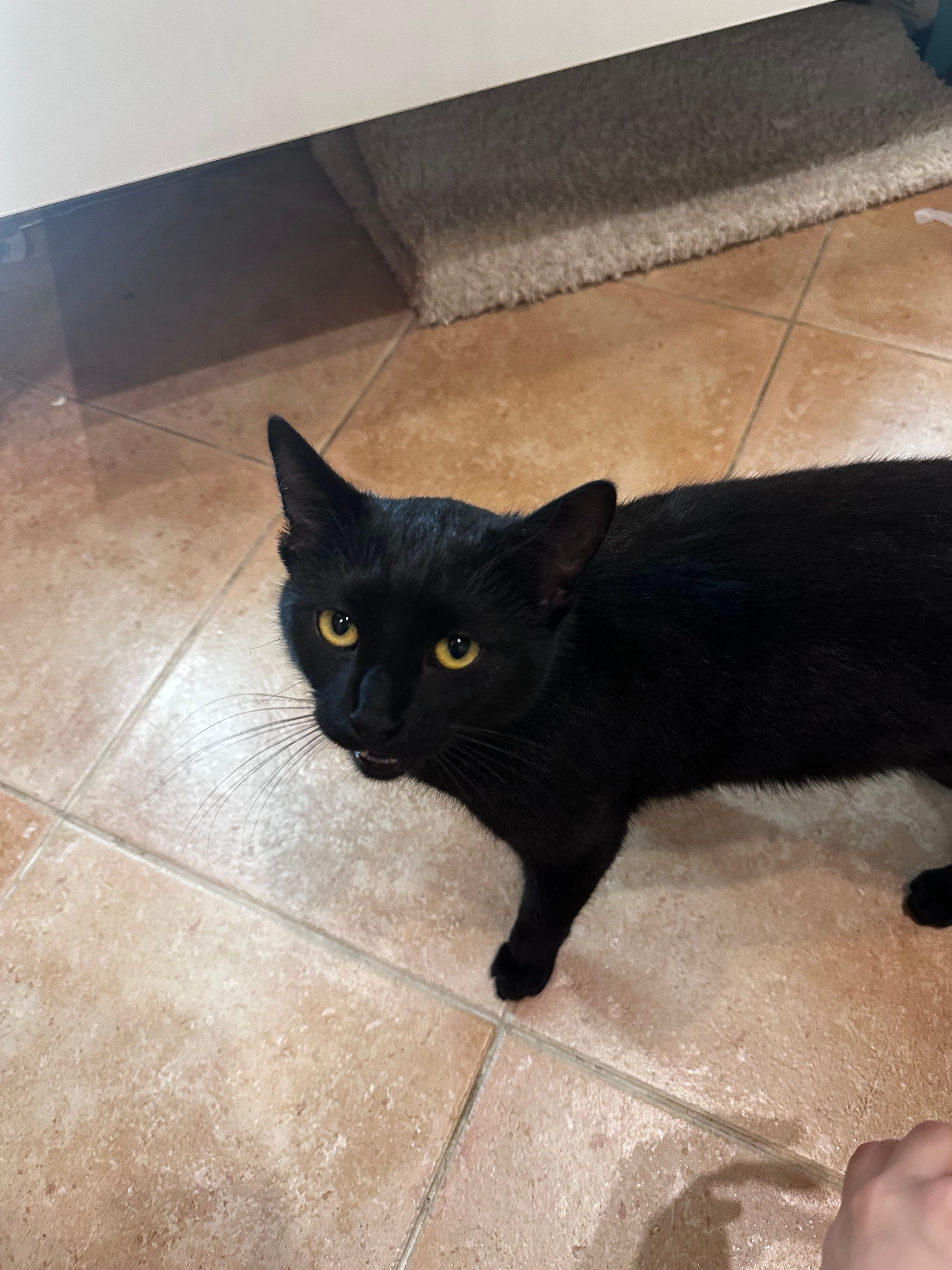 Bicci - Теодора Павловића, Novi Sad