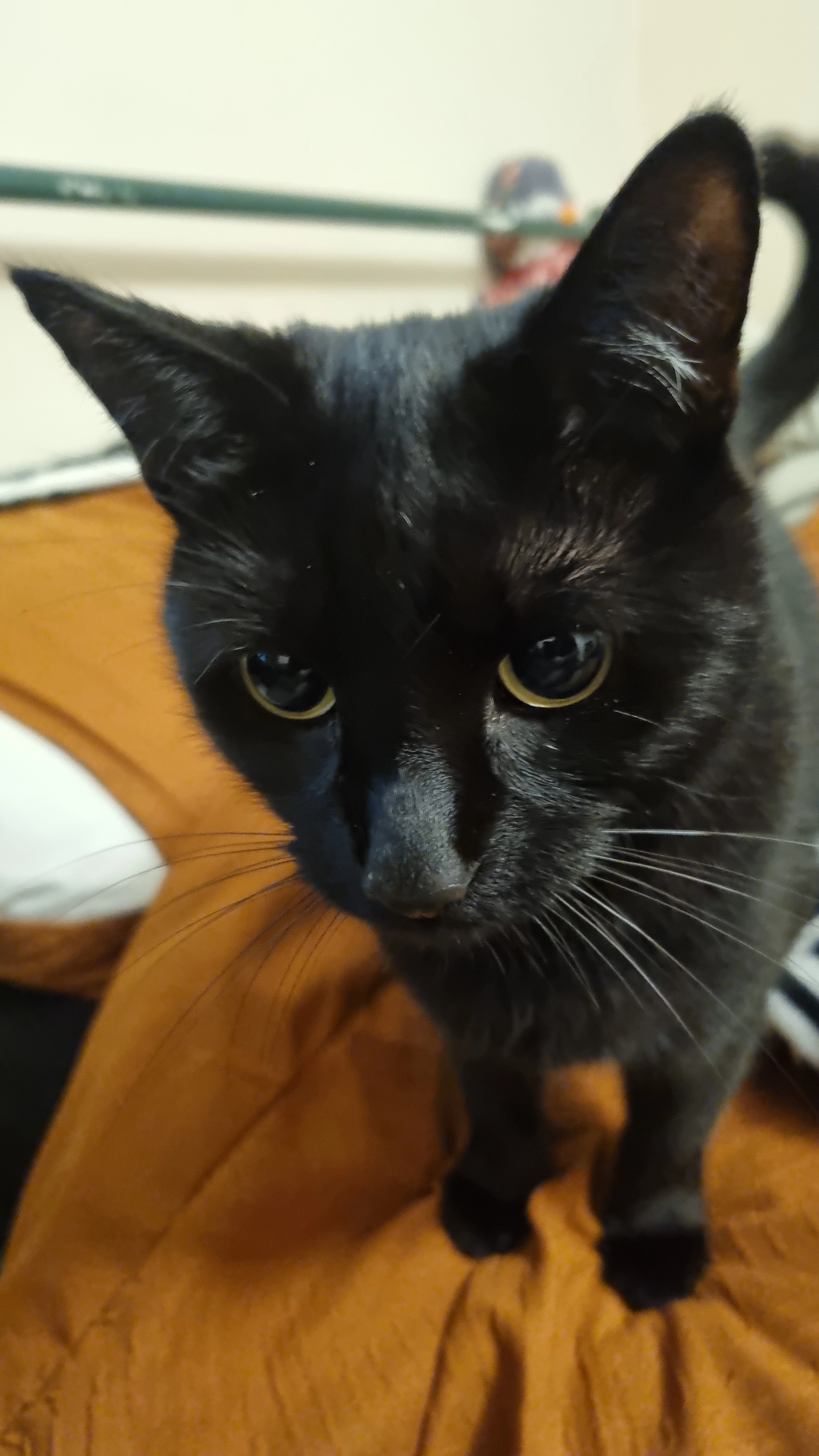 Cooper - LN6 3, Lincoln