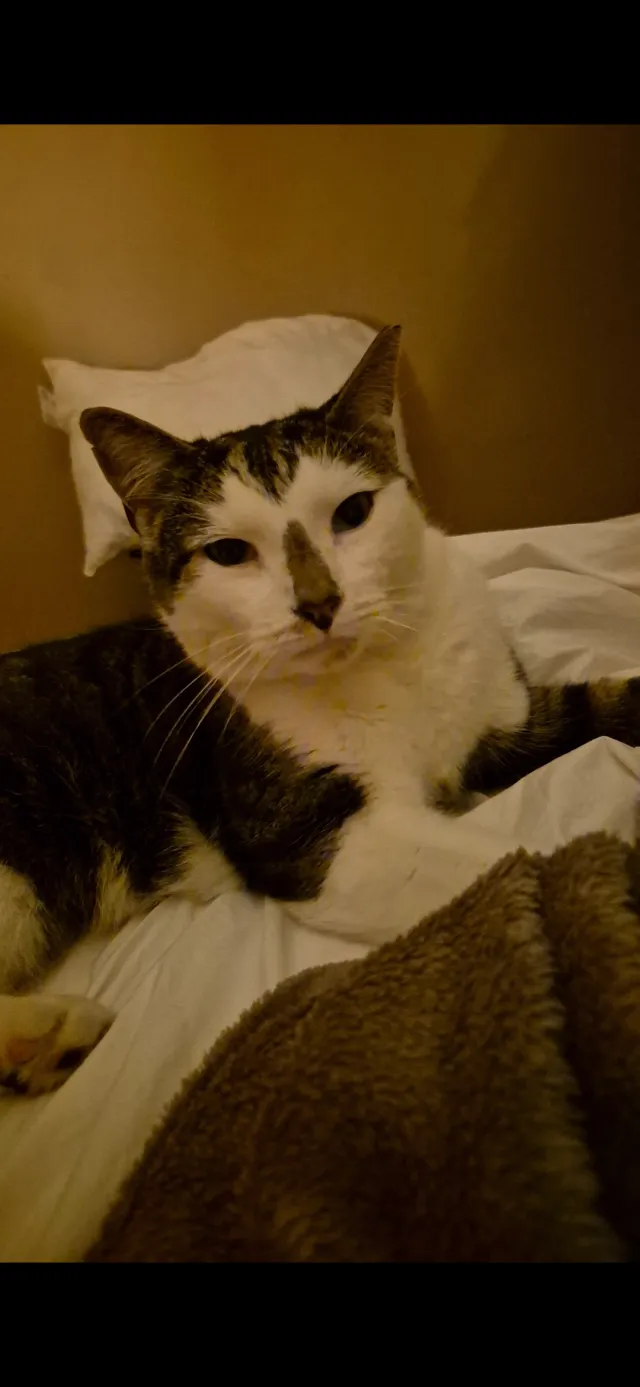 Frank - KT1 3, Kingston upon Thames