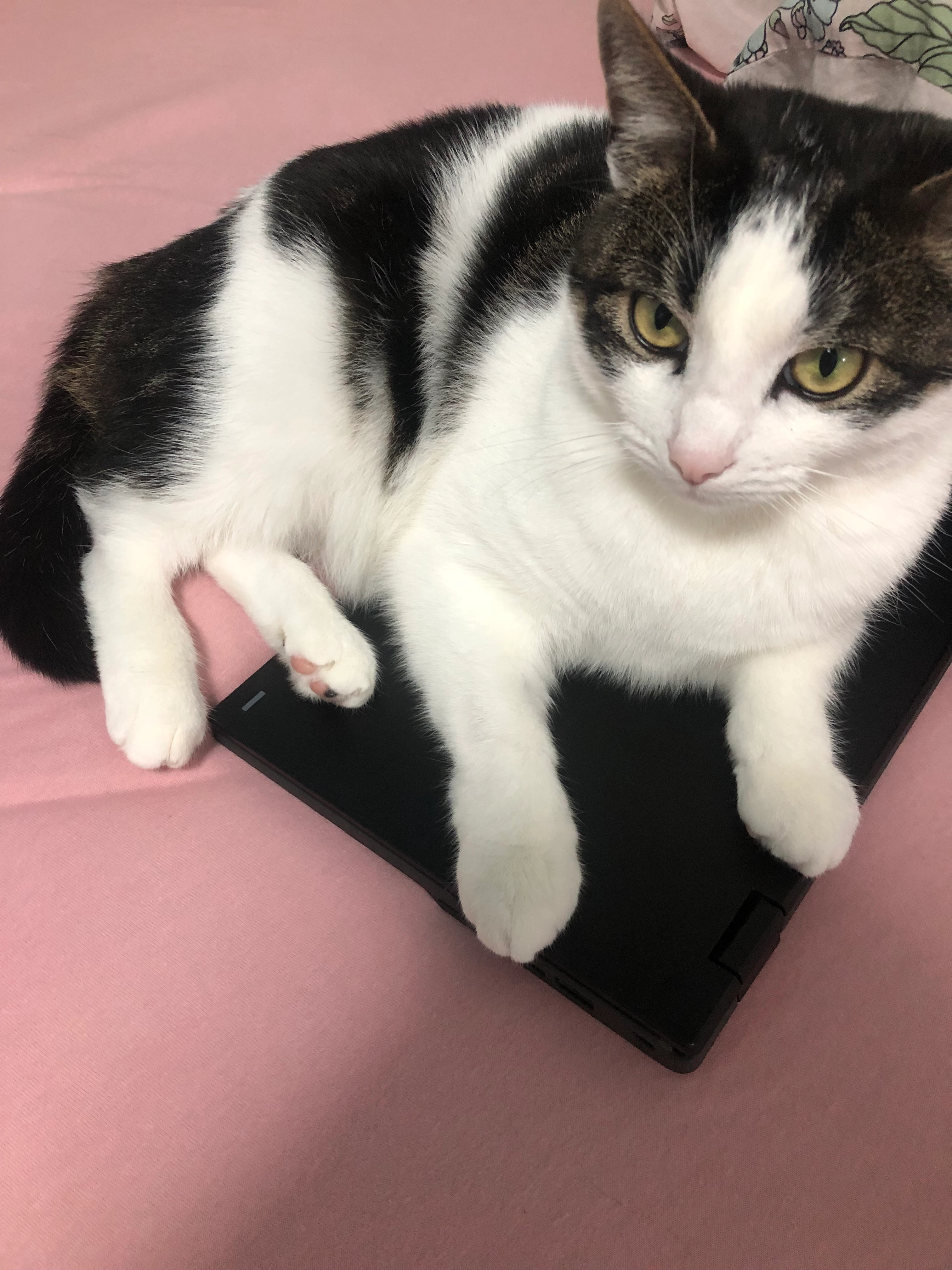 Kookie - 5061, Oisterwijk