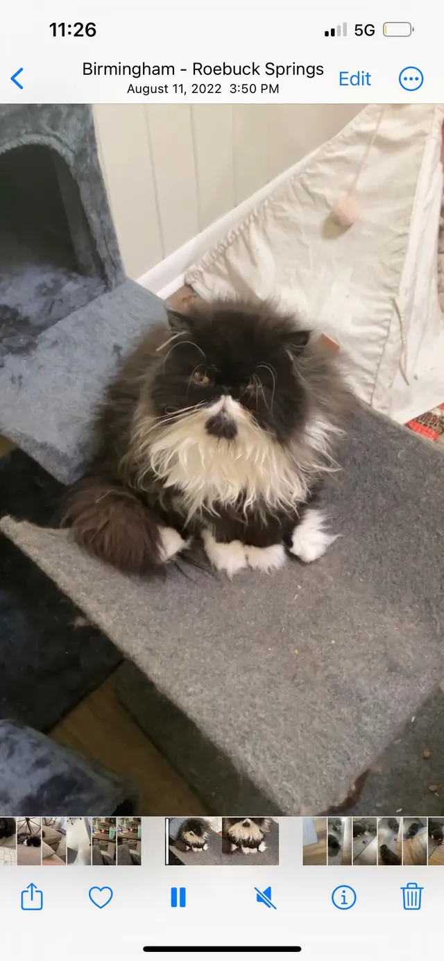 Swayze Mae “Mini” - Longmeadow Ln, Birmingham