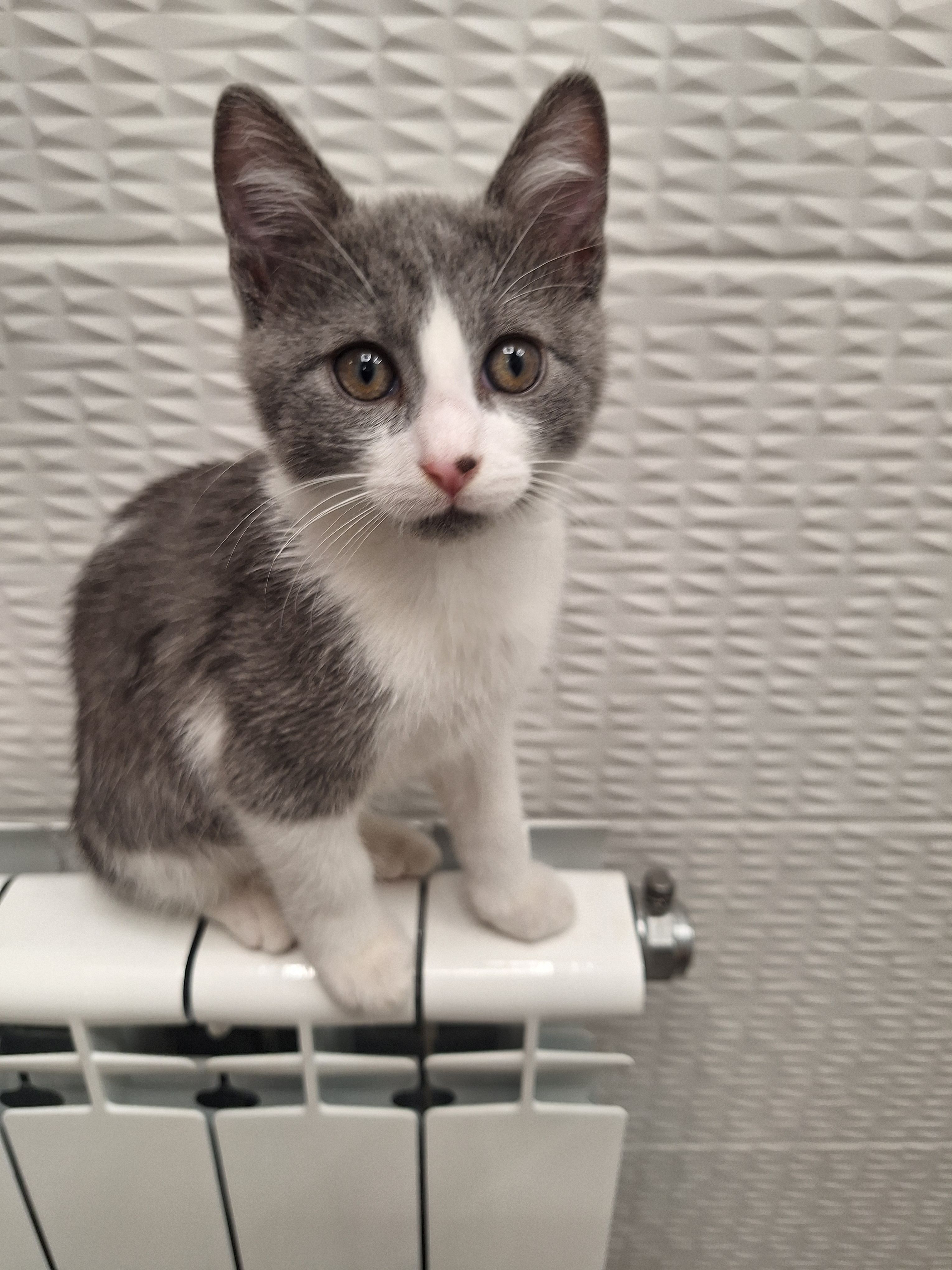 Alex - Парк Дружба , Veliko Tarnovo