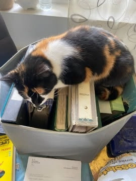 Salomé  - Rue des Genêts, Laon