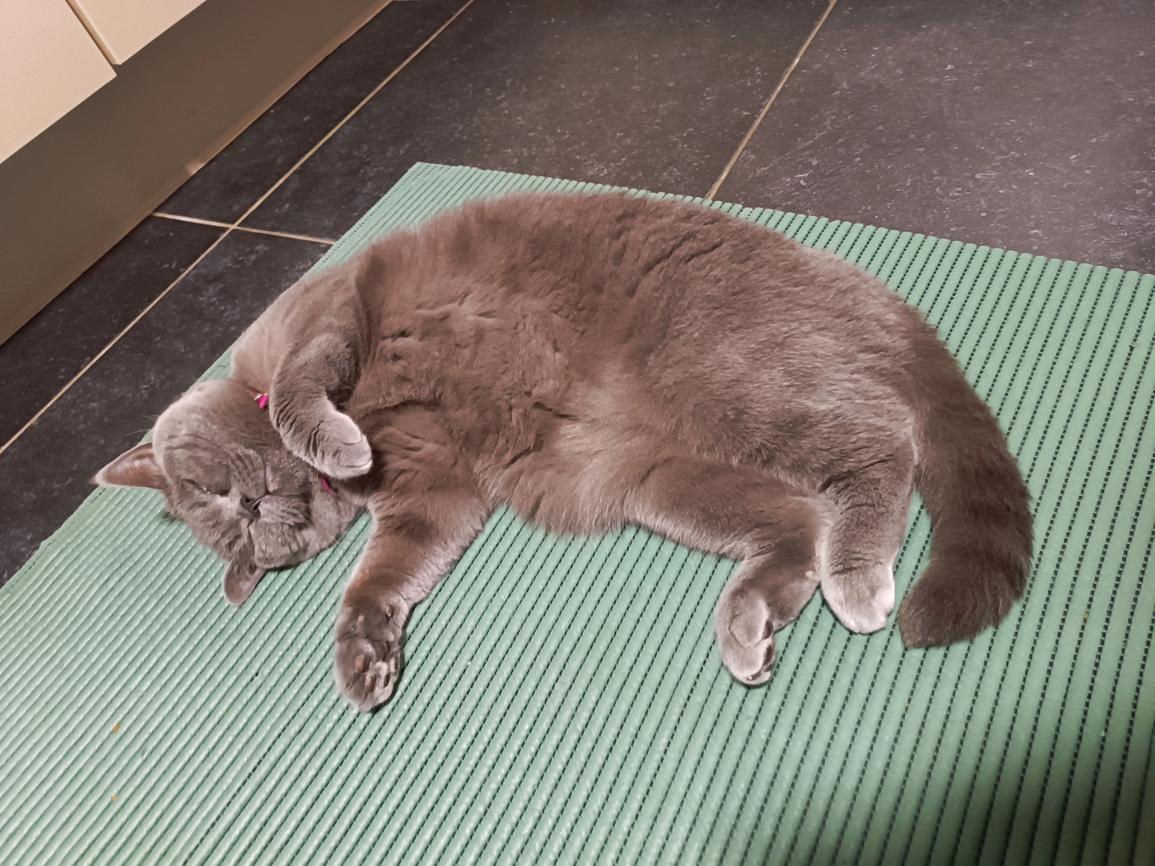 Missing Cat - Bras, Bastogne