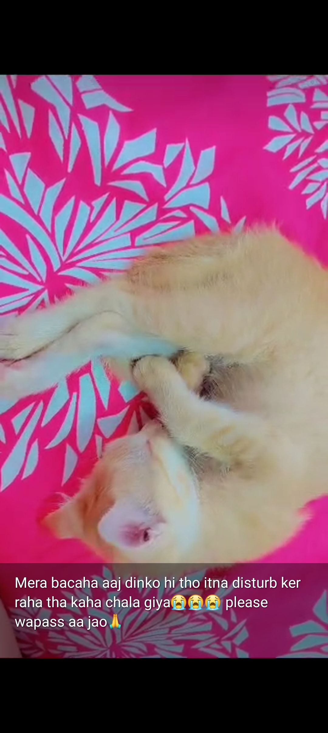 Meew - Niti-Vihar To Abotani Colony Road, Itanagar