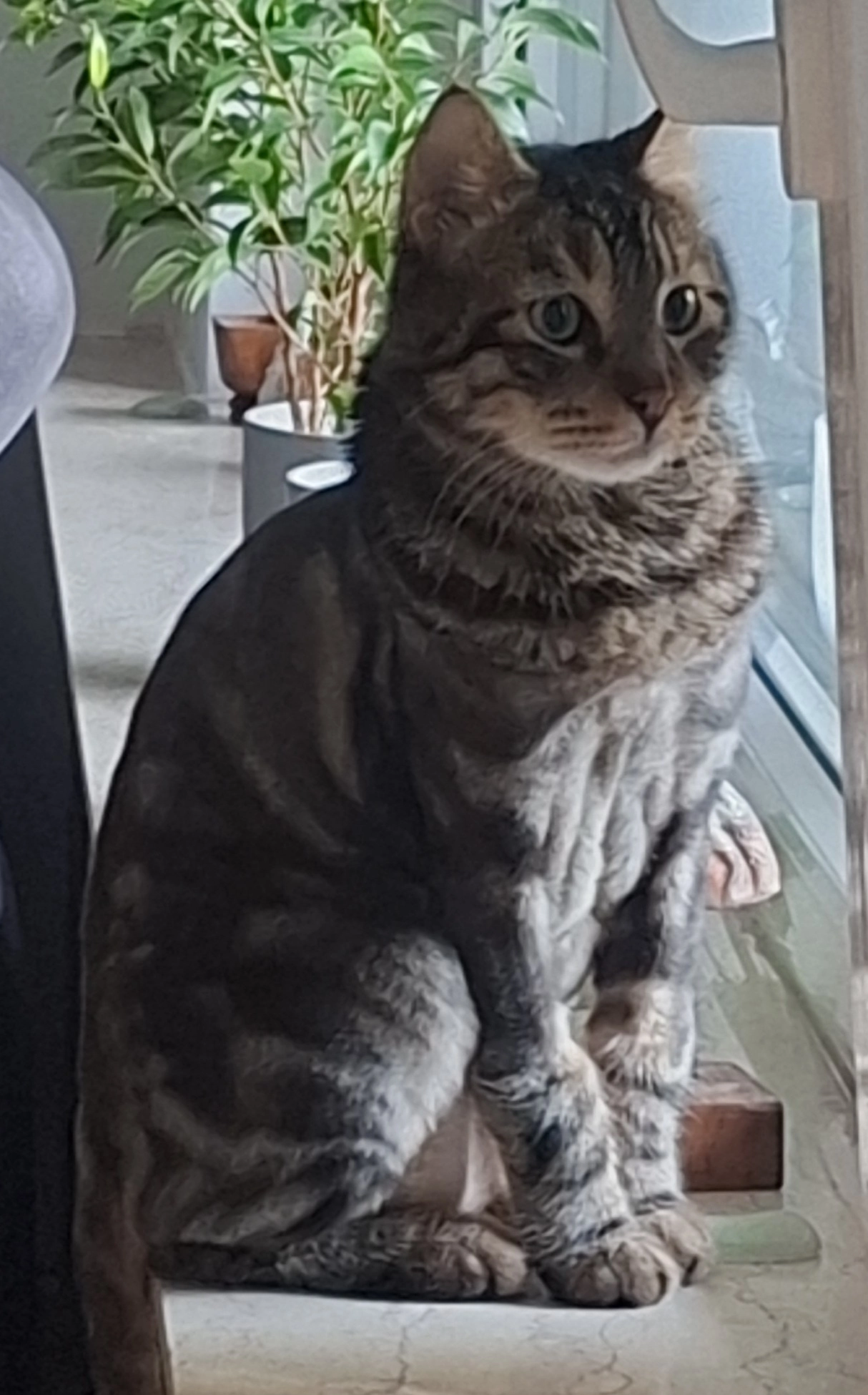 Tommy - Helene-Weber-Weg, Gelsenkirchen