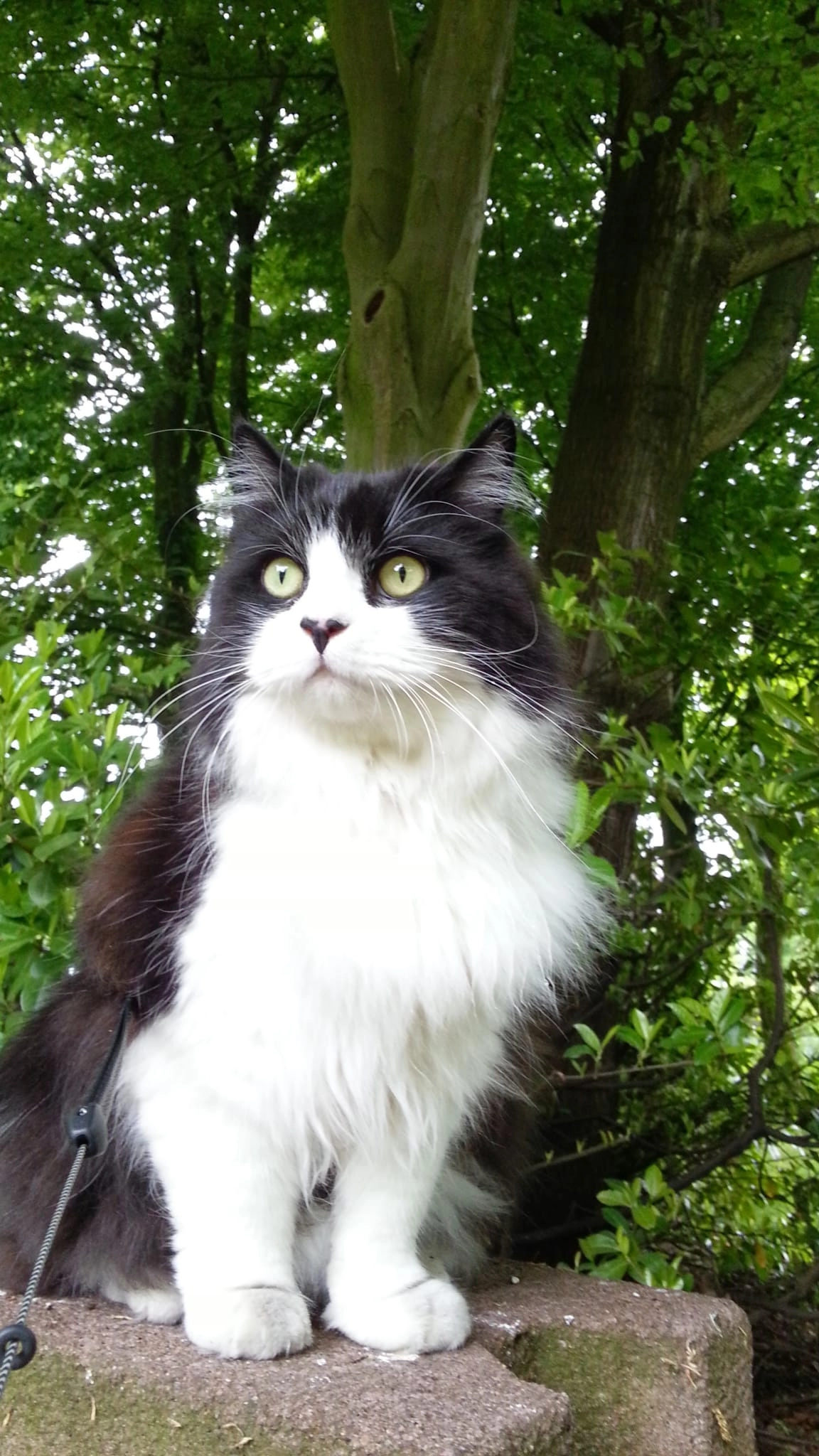 Balu - Zur Marienkapelle, Gelsenkirchen