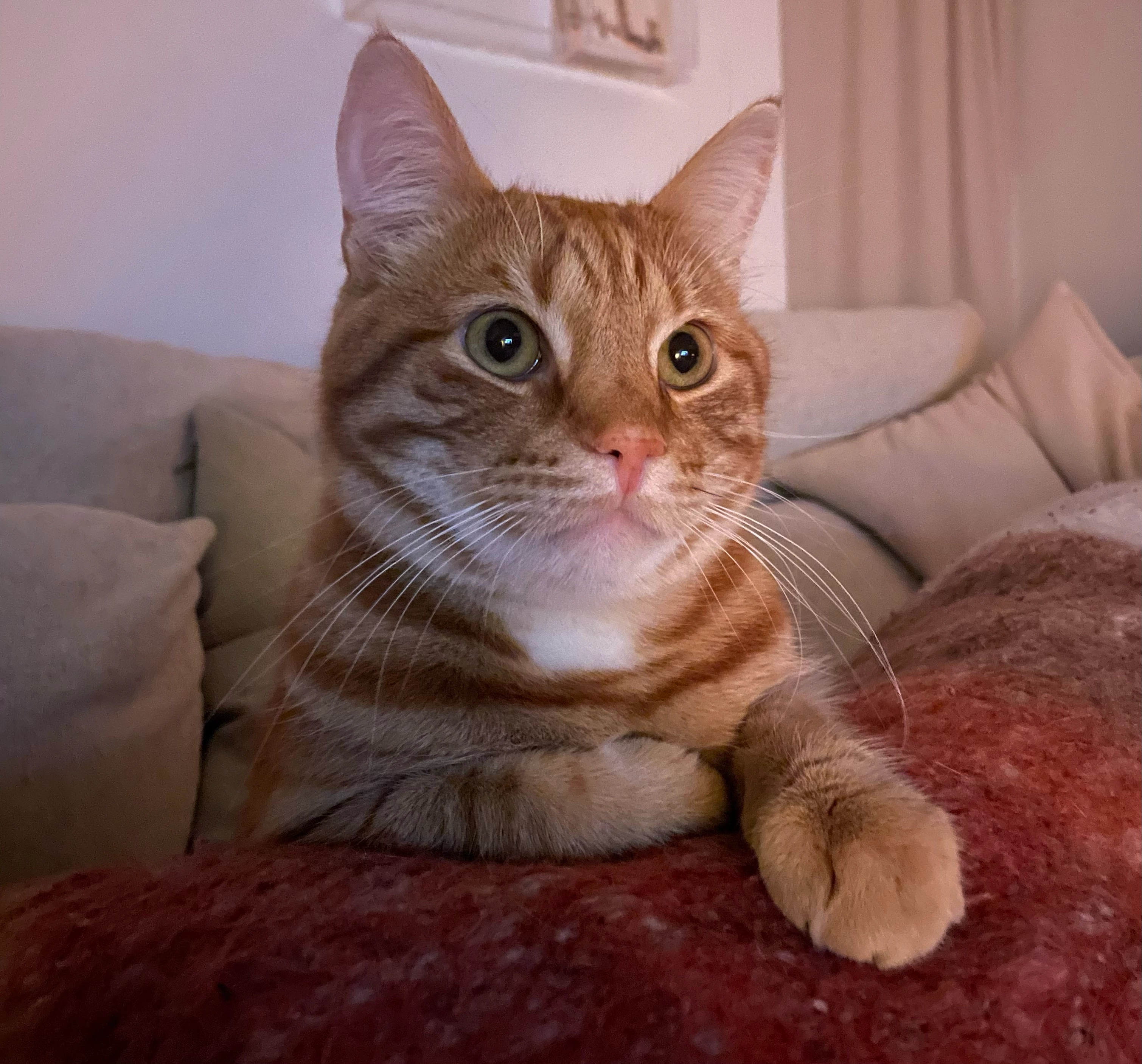 Barry - Paradisgatan, Göteborg