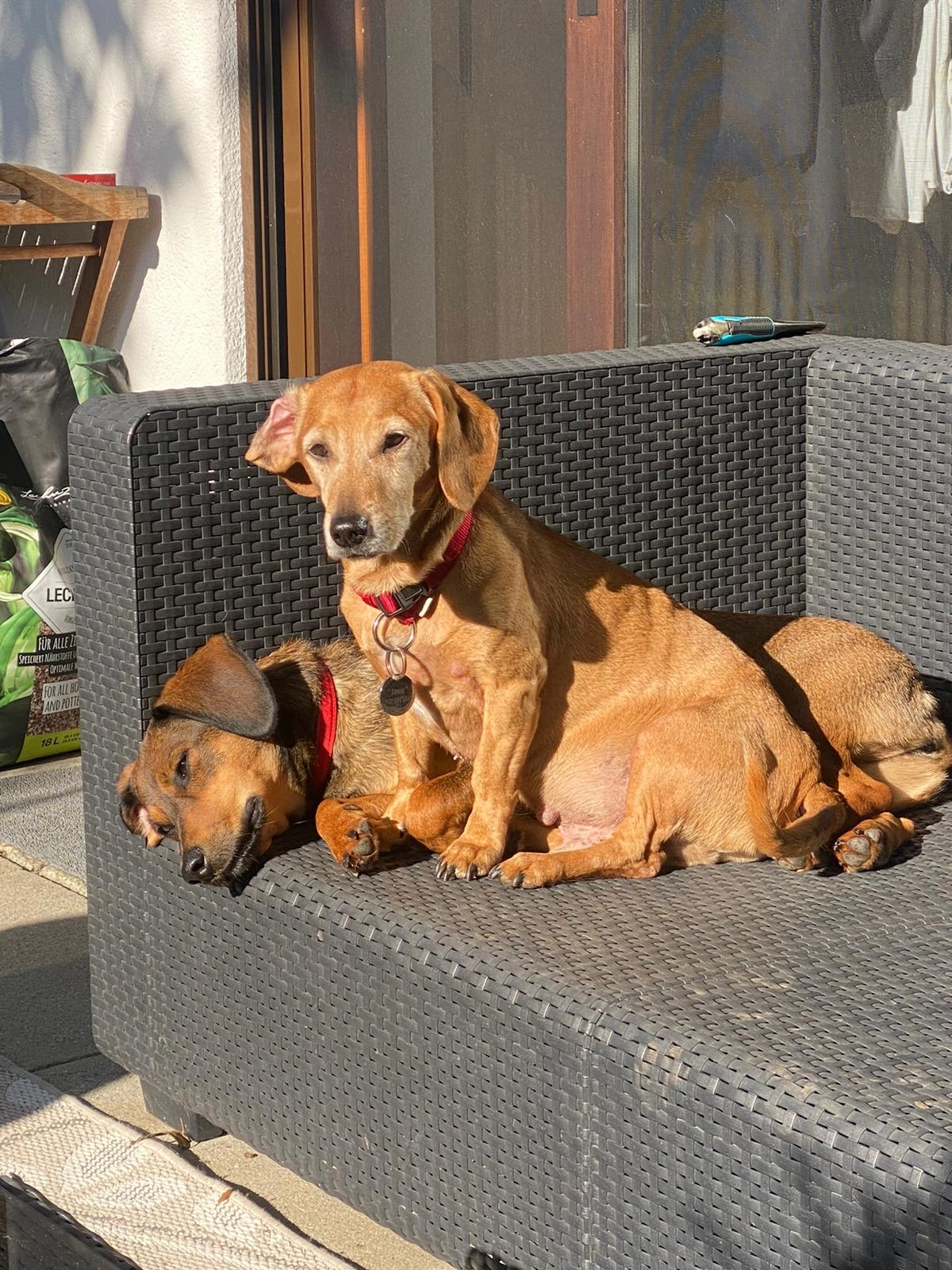 Strizzy - Stranići Kod Nove Vasi, Poreč