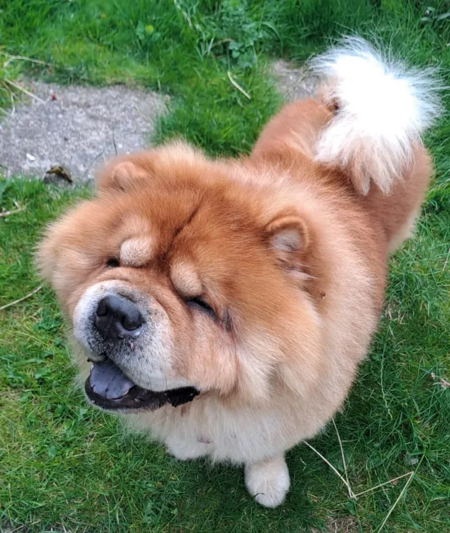 Mr chow - Save a paw Hope Road, Billericay
