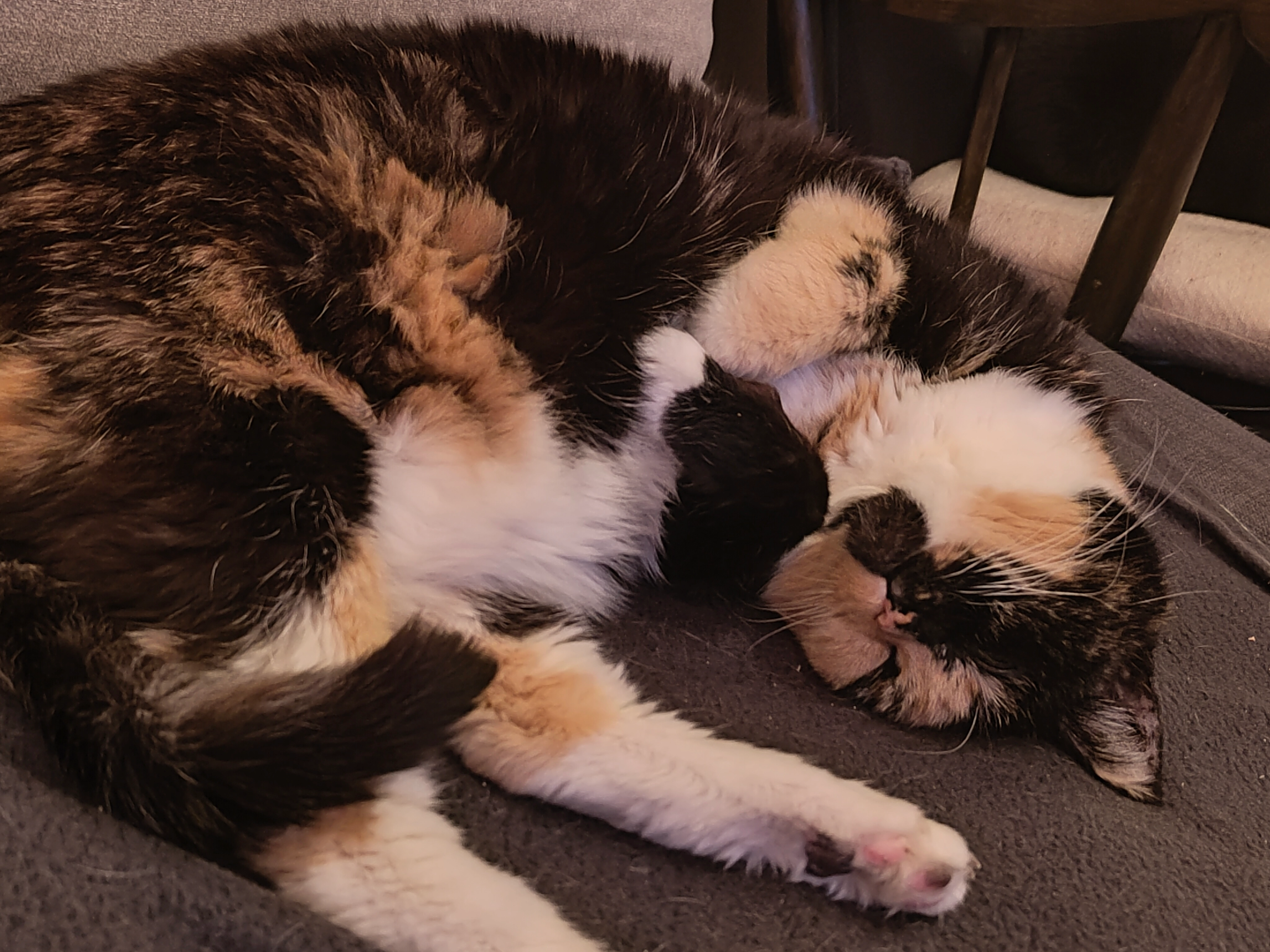 Lissy  - Hüttenstraße, Bendorf