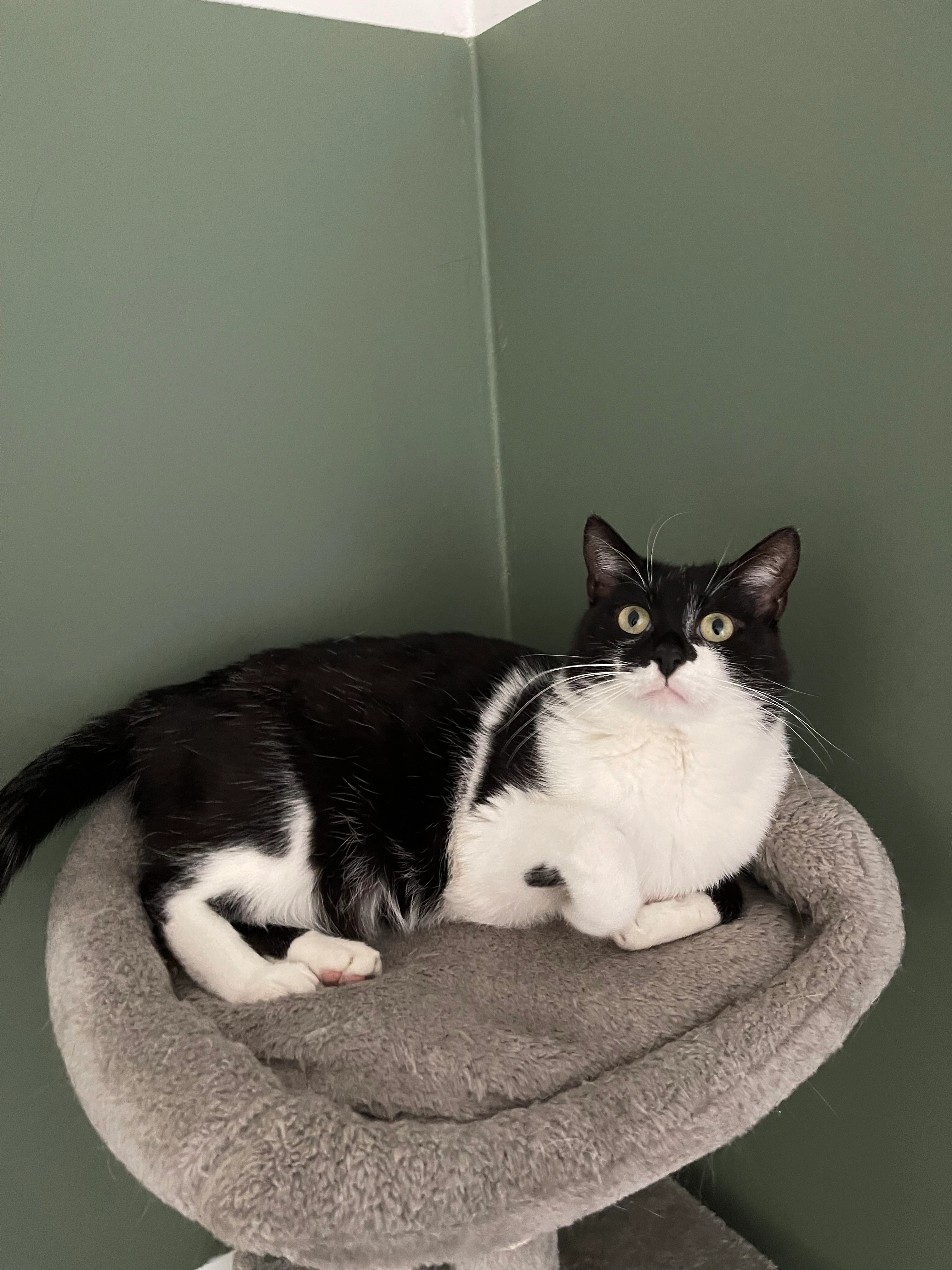 Finnigan - Vorster Straße, Kempen