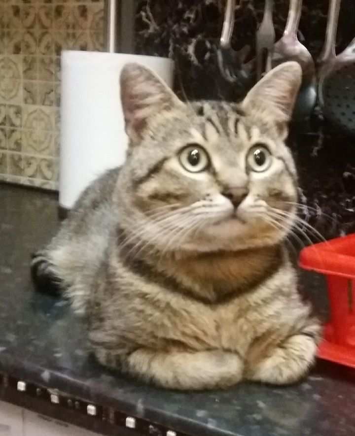 Milo - Rue Des Carrières, Haguenau