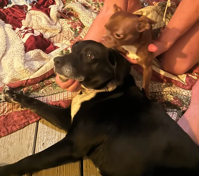 I found 2 dogs …   - 541 Short St, Concord