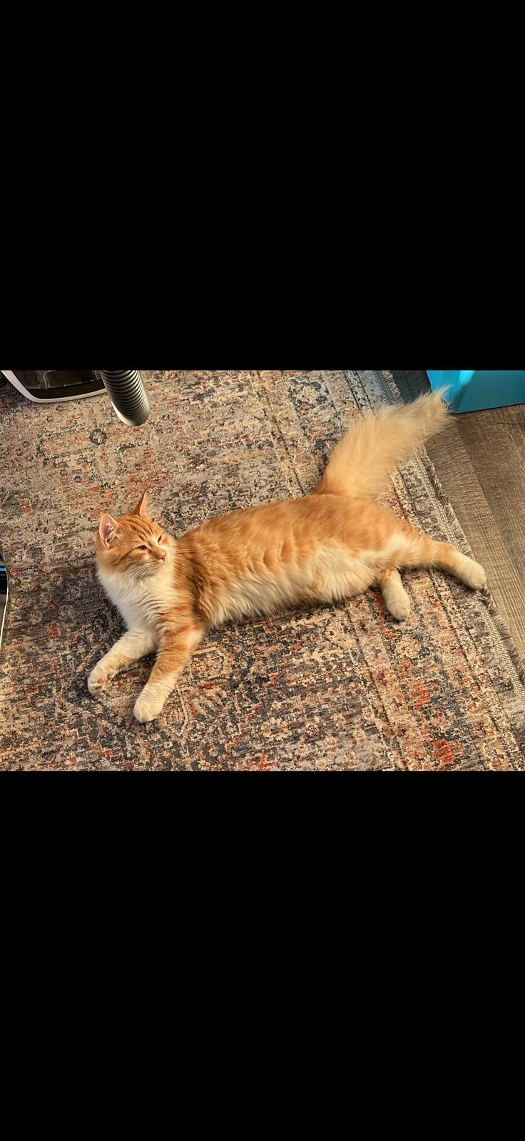 Ichigo - Bachlohde, Gütersloh