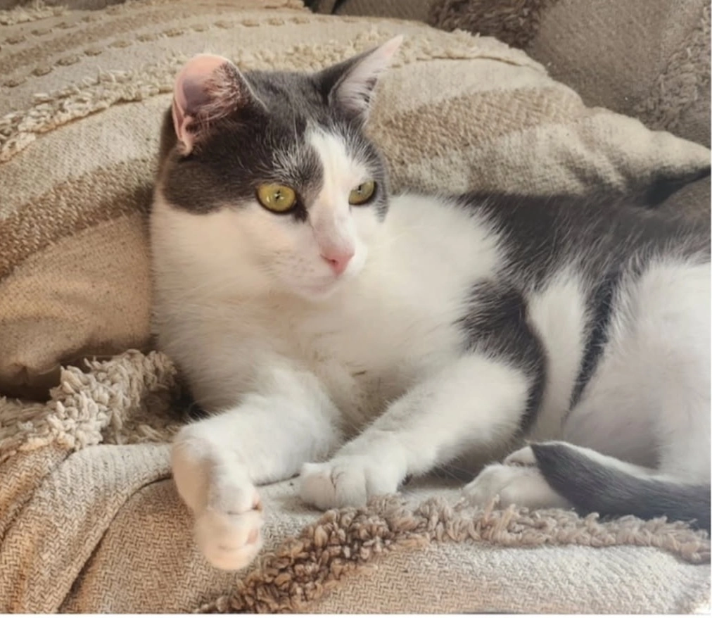 Gaïa - Avenue Pierre Mendes France, Brioude