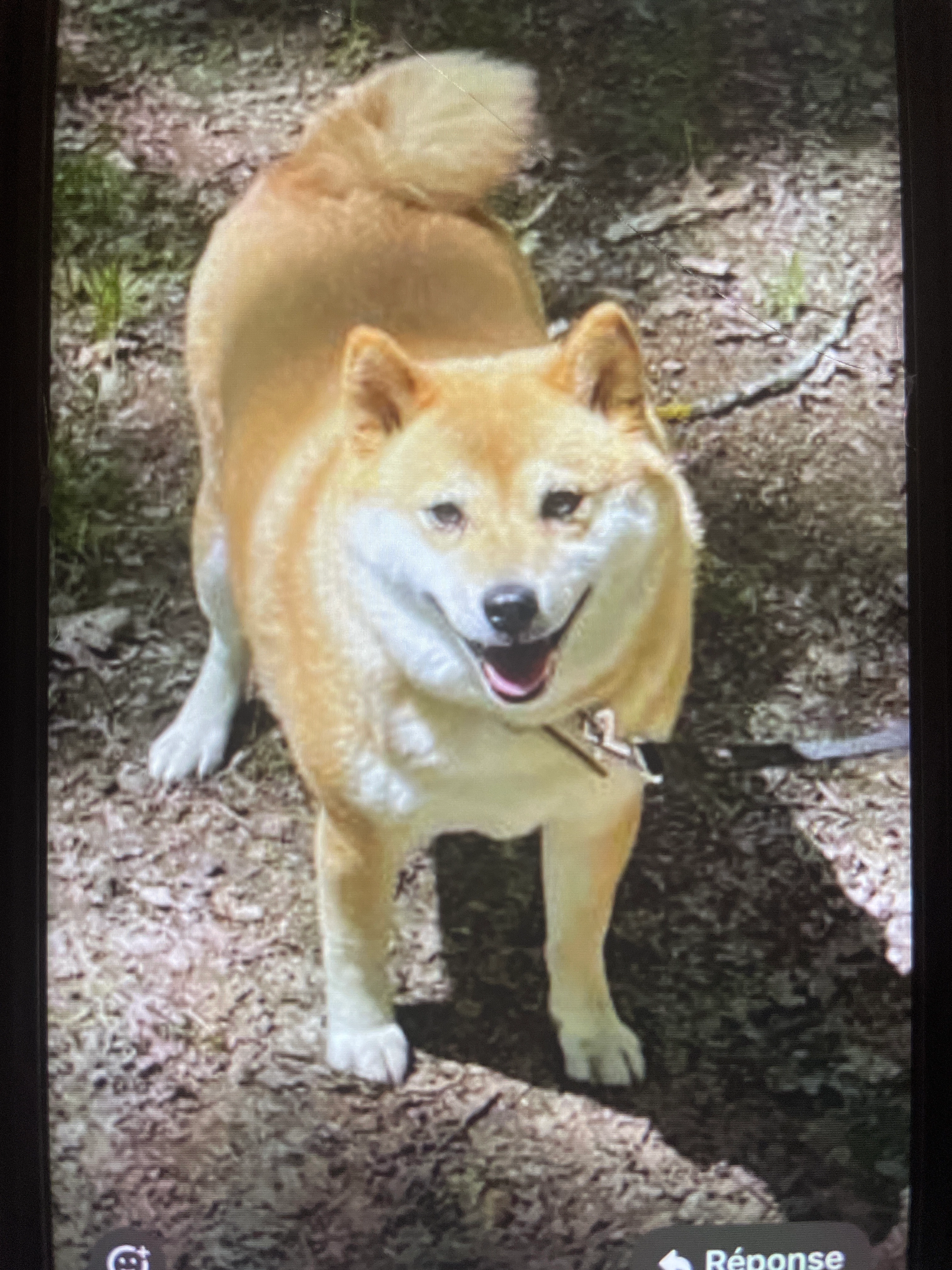 Bobbie - Rue De L'oudar, Gex