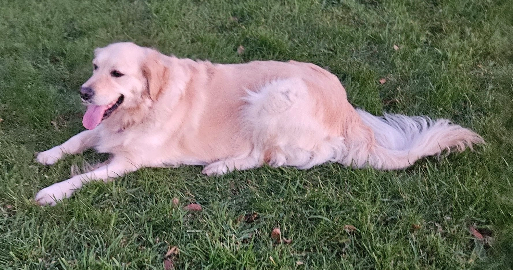 Plúirín  - 3 Limekiln Hall, Navan