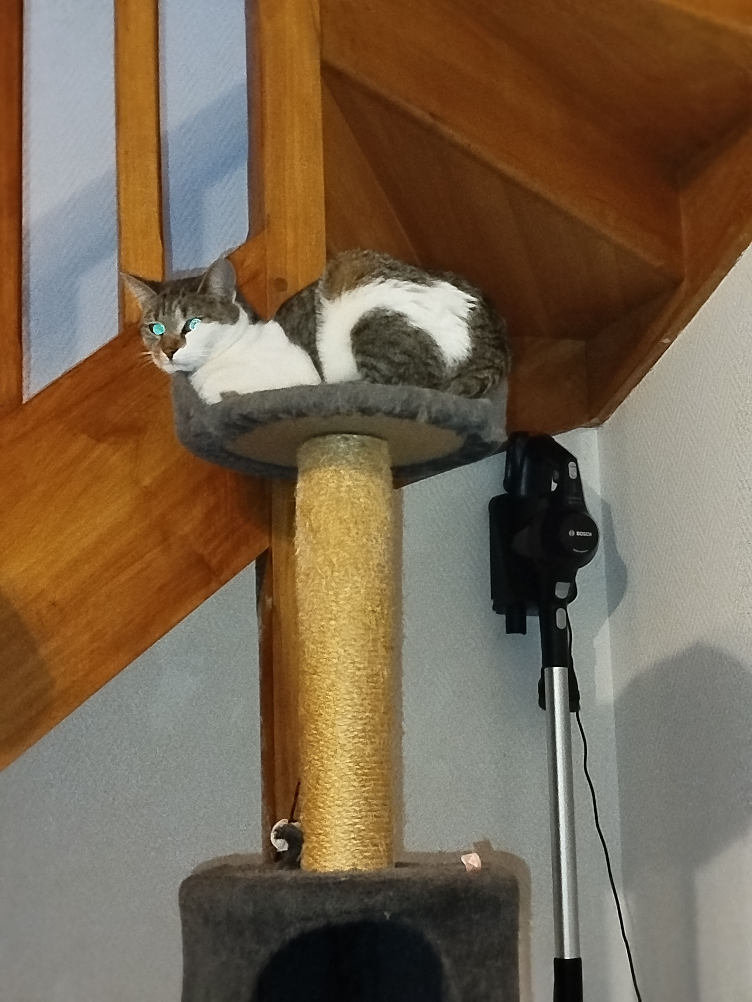 Bella - 16 Rue de l'Étang, Campénéac