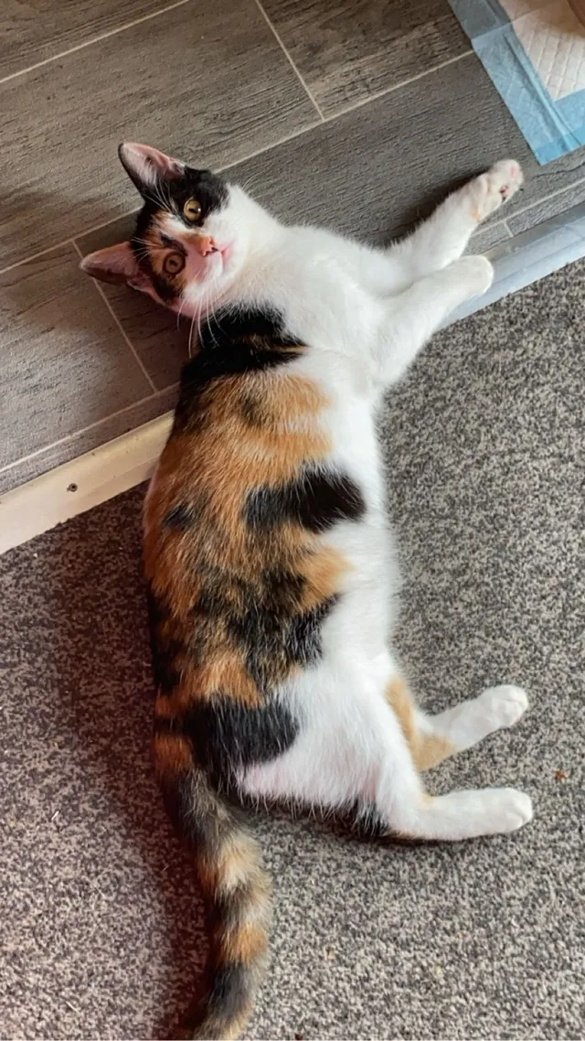 Mollie - Southend Road, Grays