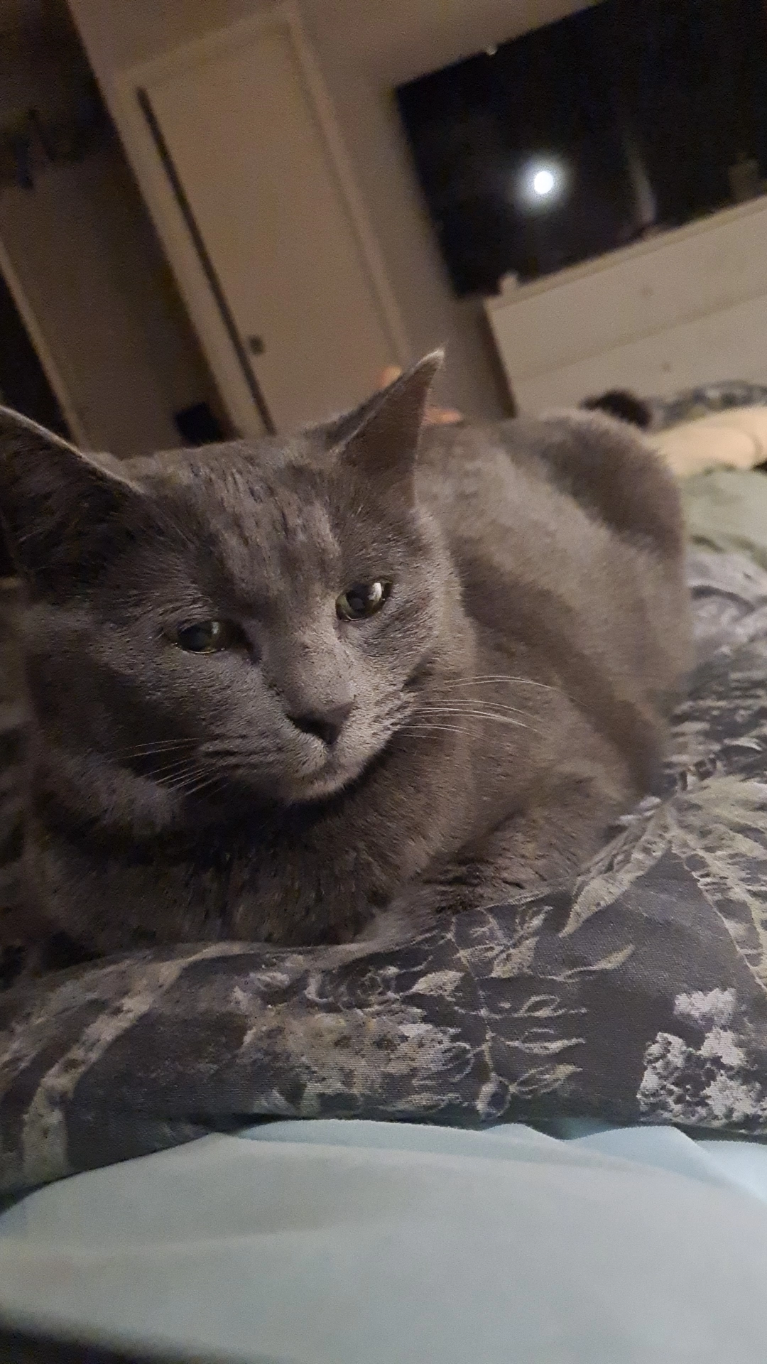 Brume - 1293 Route d'Alix, Châtillon