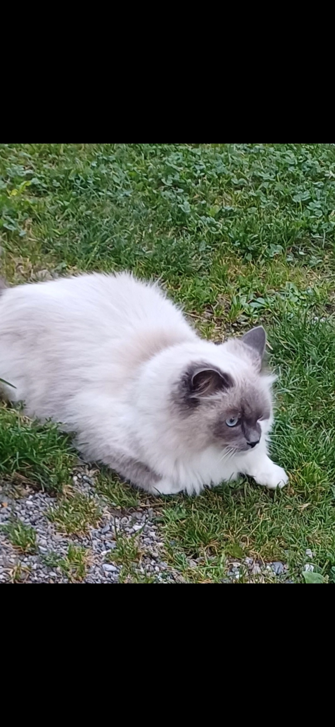 Naomie - Ringstrasse 17, Münchenbuchsee