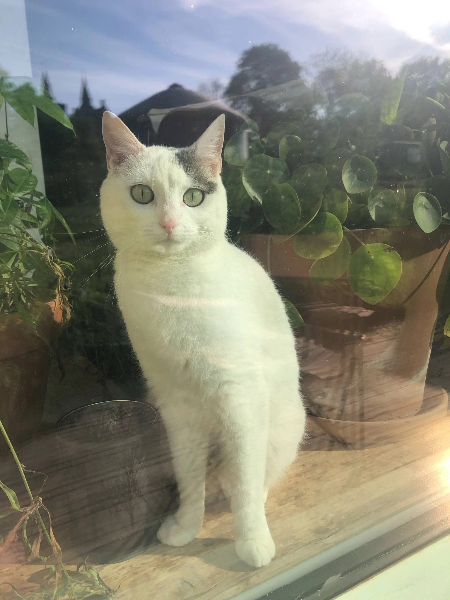 Blanche  - Rue Des Cendrées, Ciney