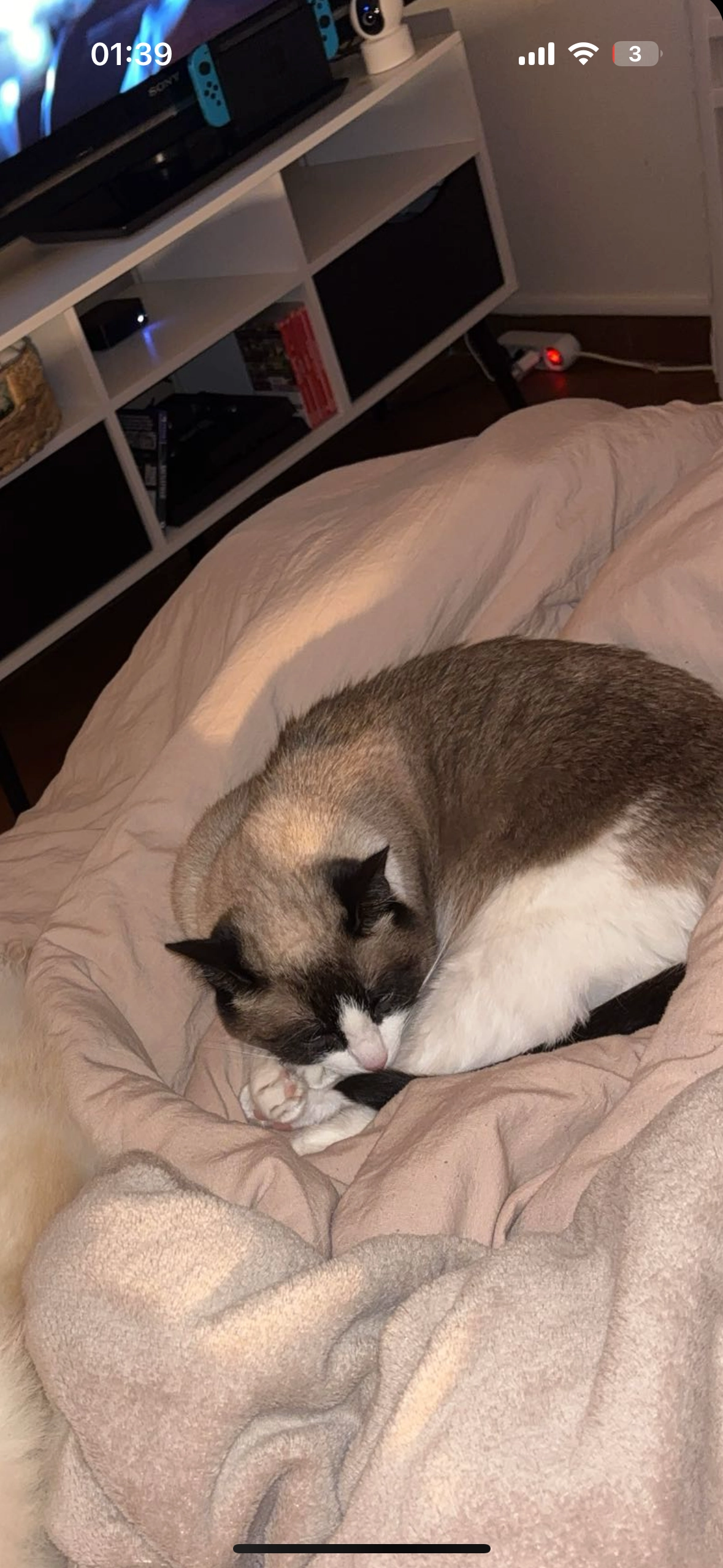 Poupette - Boulevard Kléber, Libourne