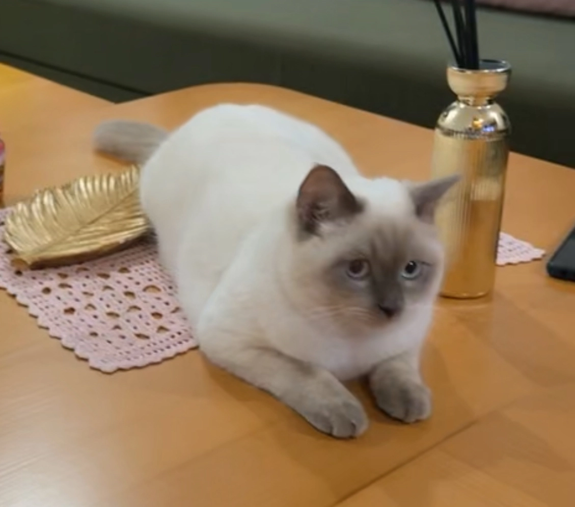 Mickey - 90, Tánger