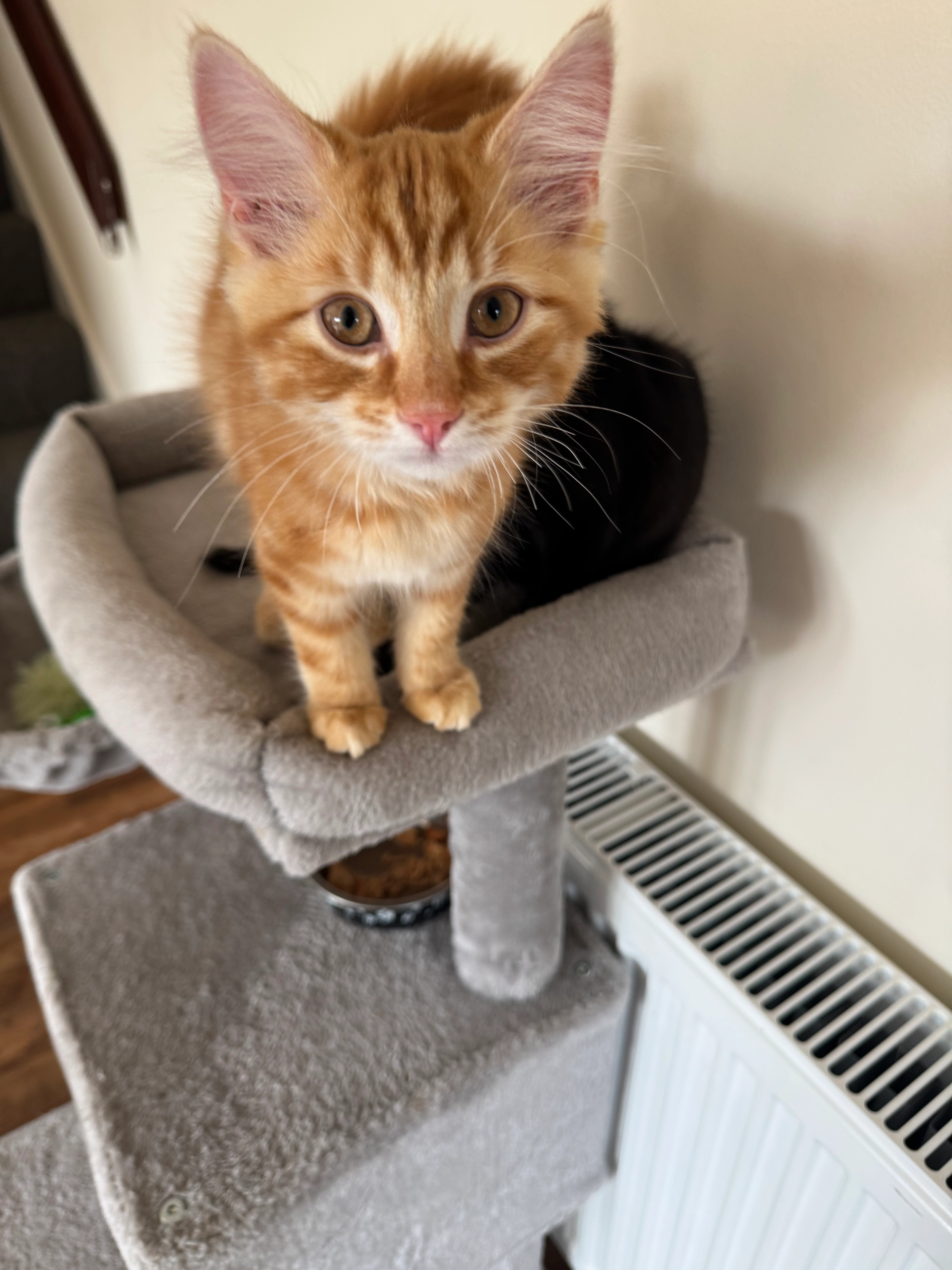 Bruno  - Sandby Drive, Sheffield