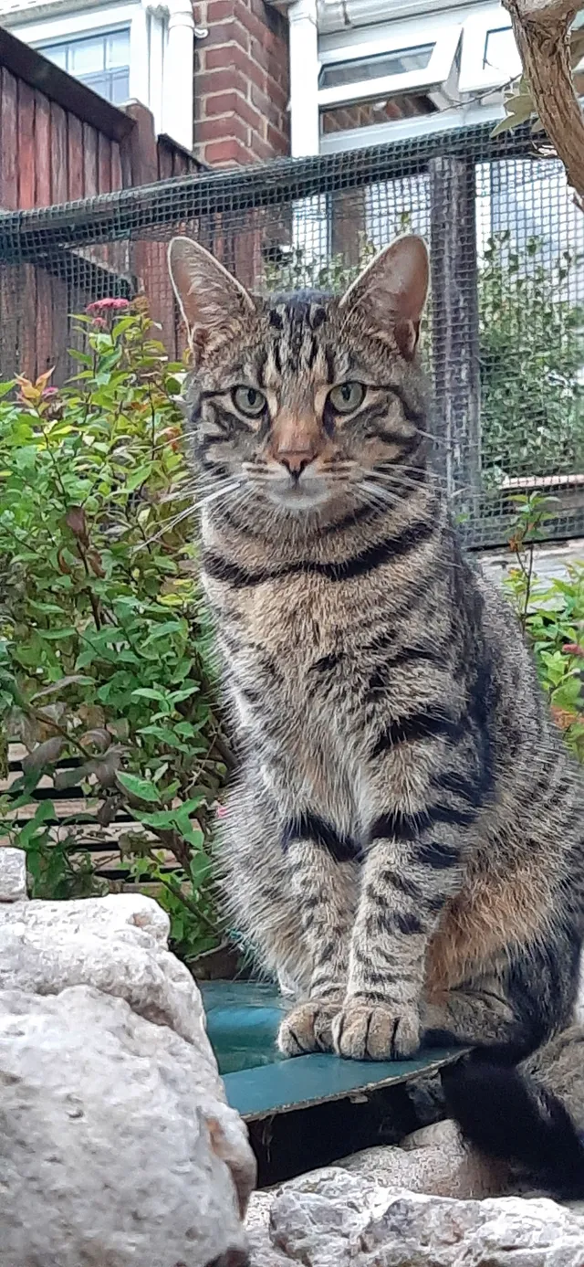  TIGGER  - Village Way, Beckenham