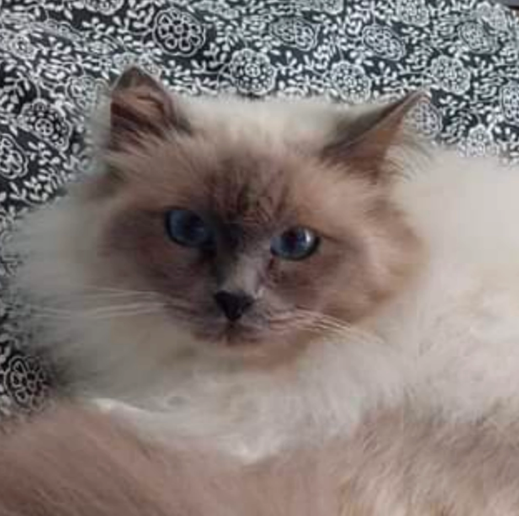 Jolia - Rue de la Source, Murviel-lès-Montpellier