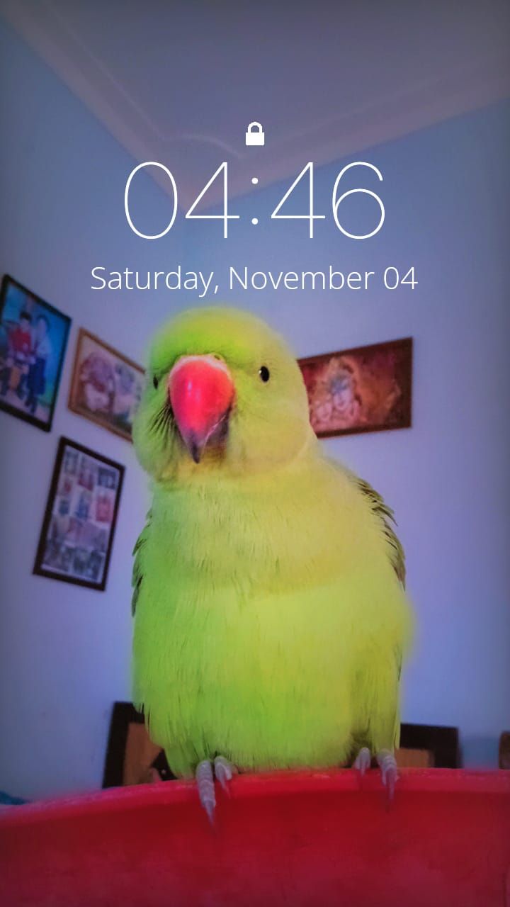 Missing Cat - Shrinagar Gondwara Road, Raipur