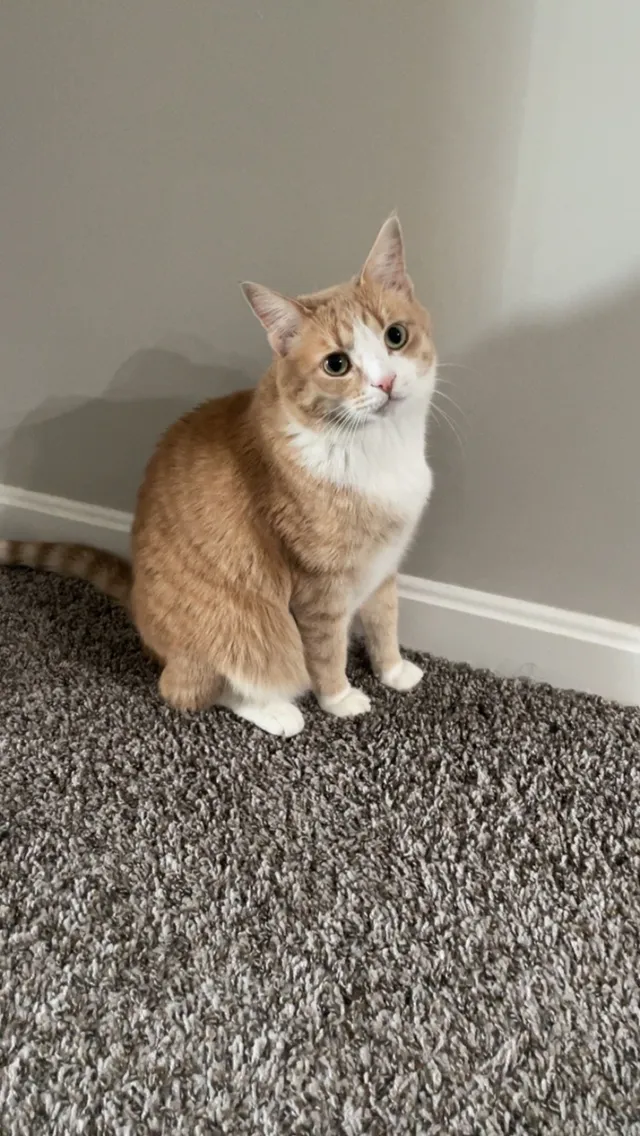 Nacho - Eagles Peak Way, Louisville