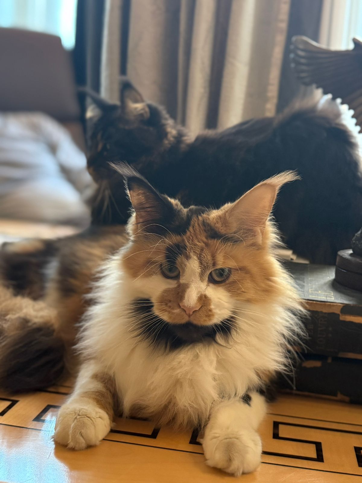 Corazon, cora for short - Omar Daouk Street, Beirut