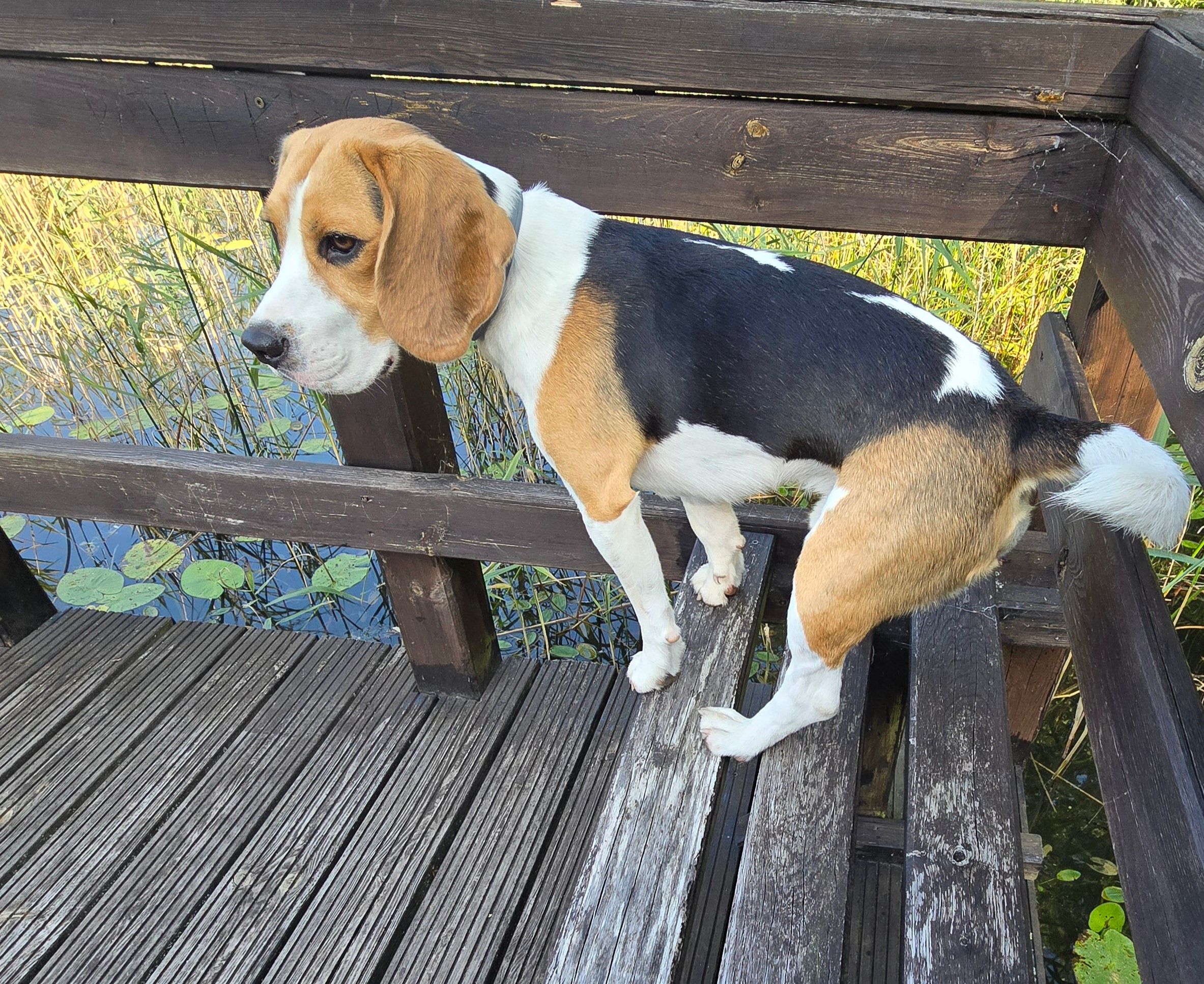 Bruno - 16-412, Gawrych Ruda