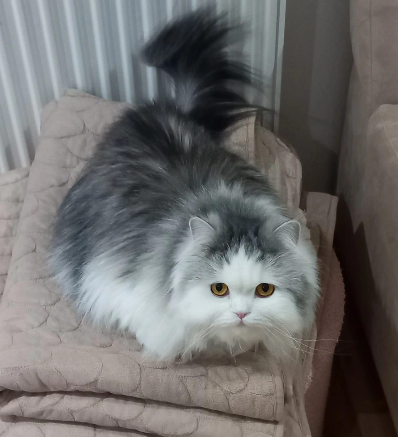 Oggy - Weiskircher Straße, 63110, Rodgau